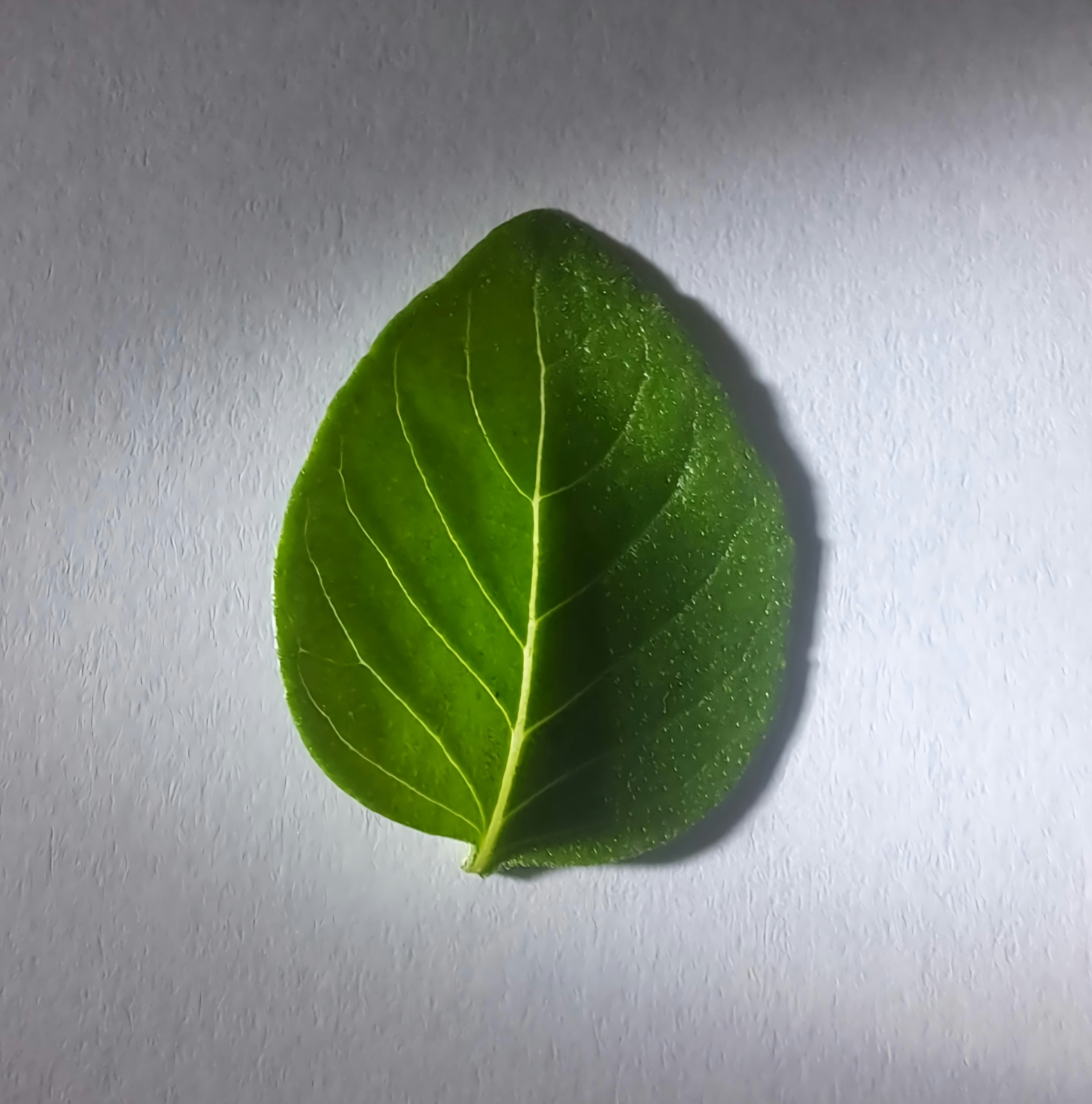 Botanical illustration of Sweet Basil