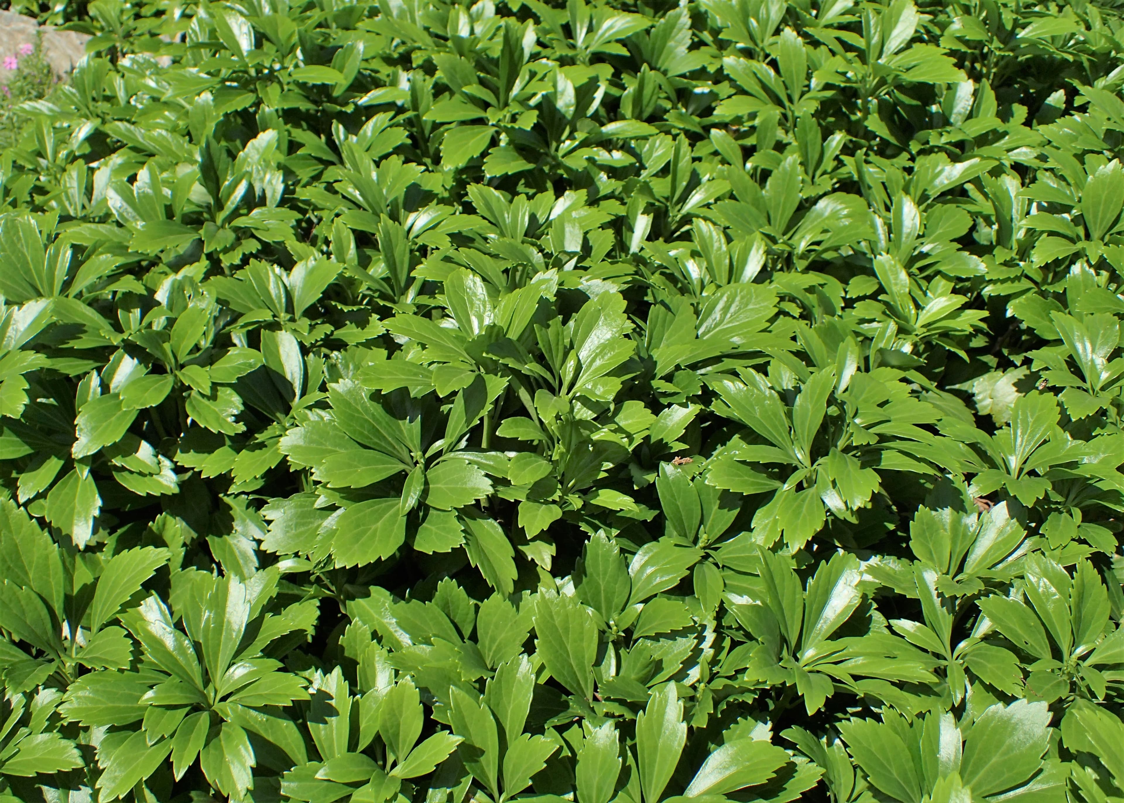 Bloom, Japanese Pachysandra
