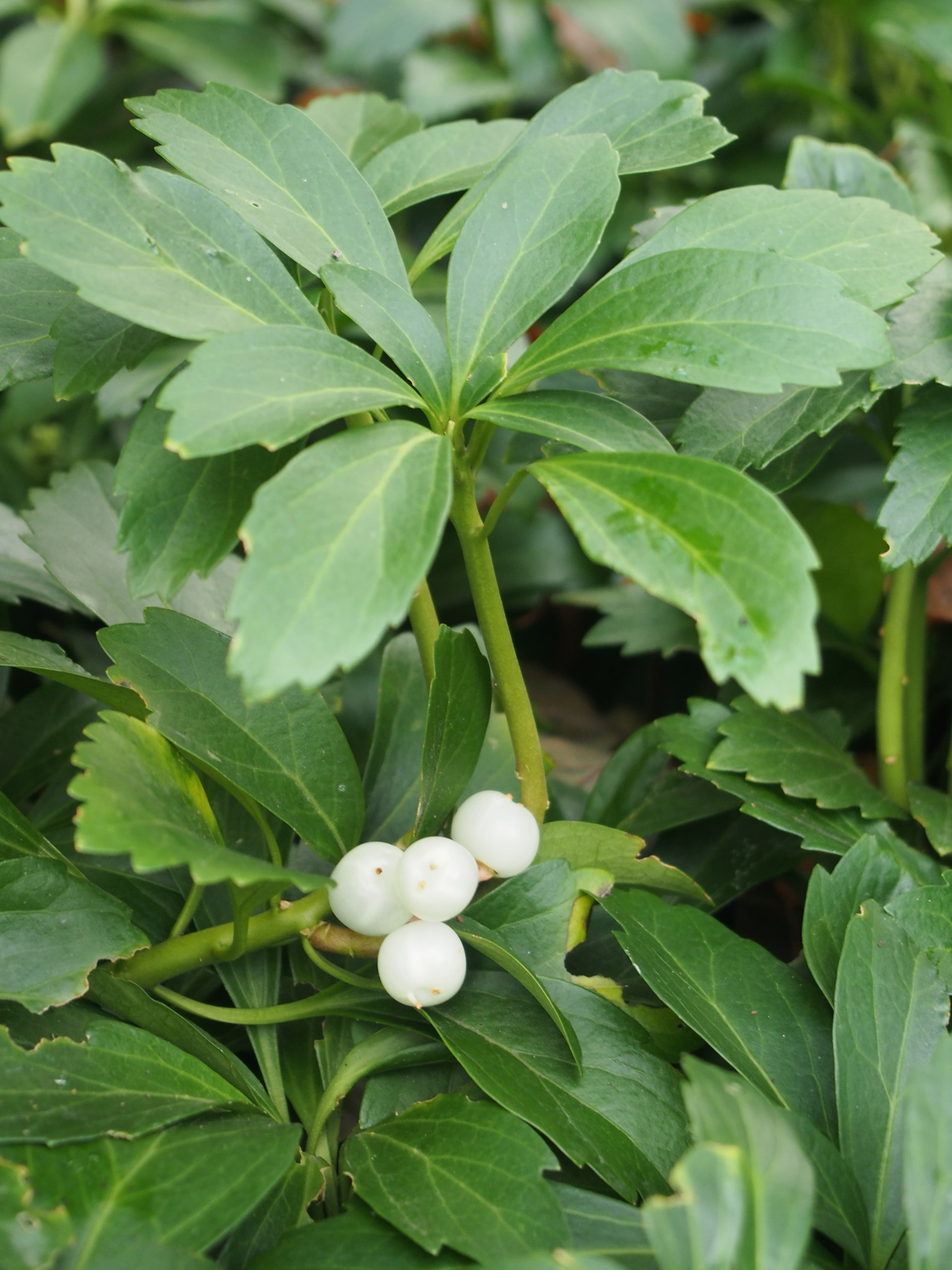 Gallery, Japanese Pachysandra