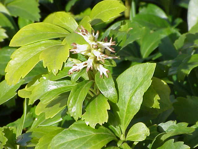 Japanese Pachysandra