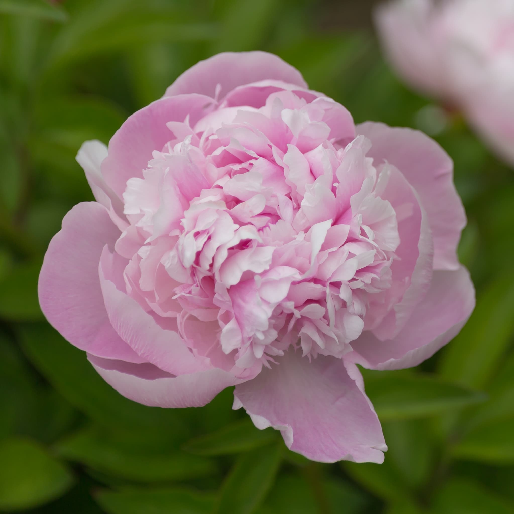 Gallery, Chinese Peony