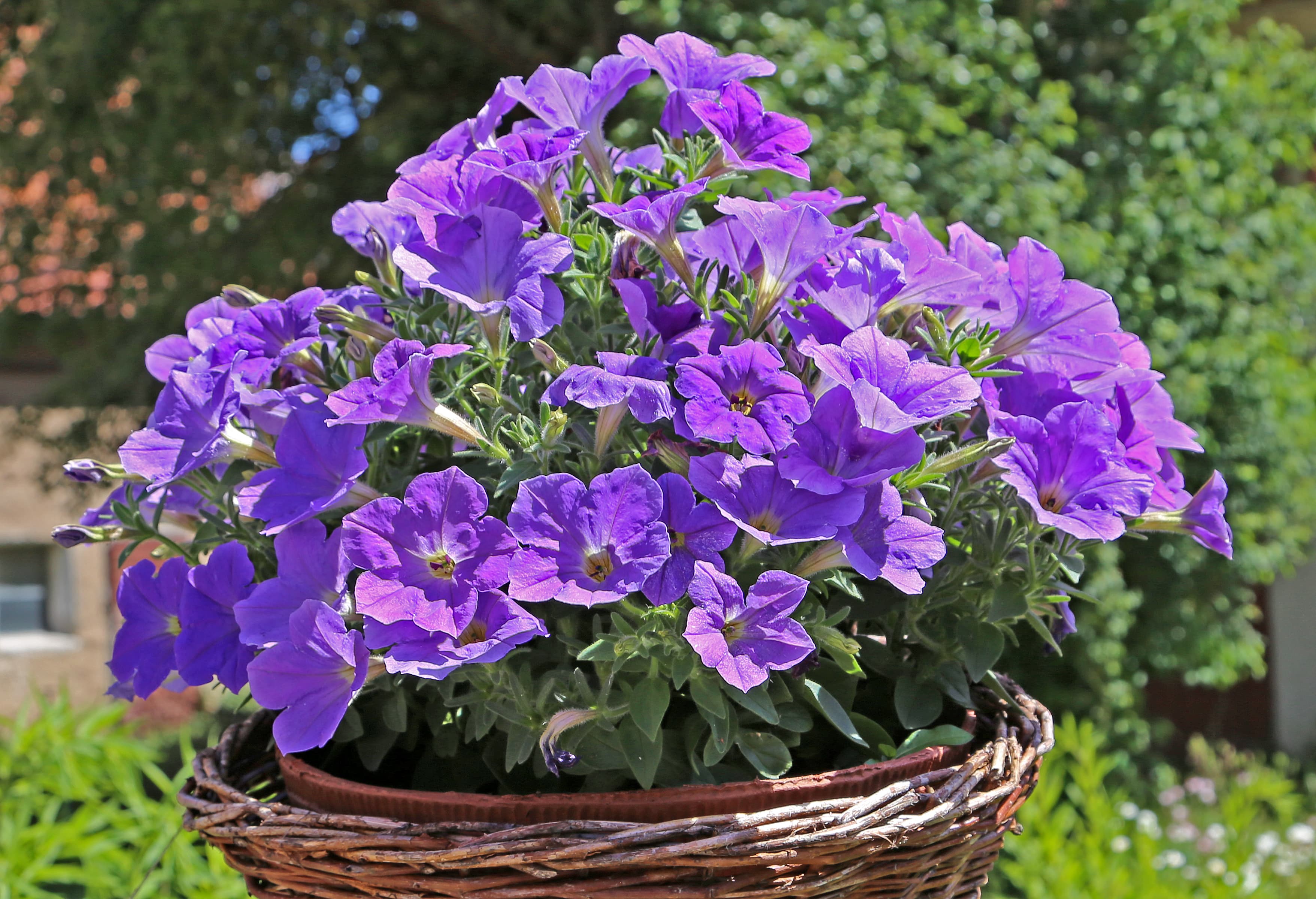 Bloom, Petunia