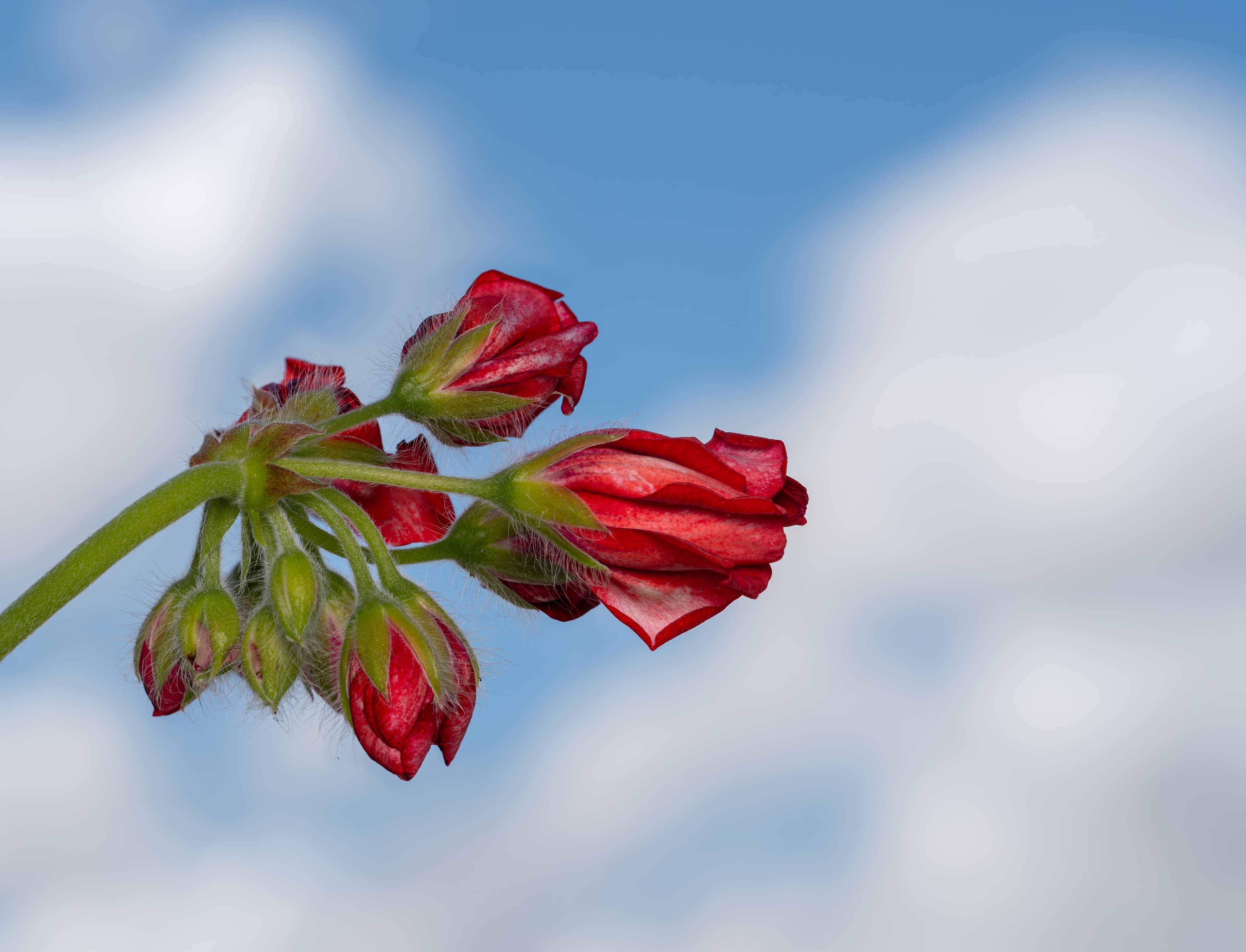 Bloom, Zonal Geranium