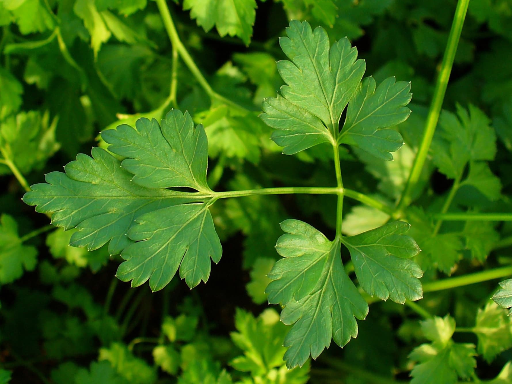 Illustration of Parsley