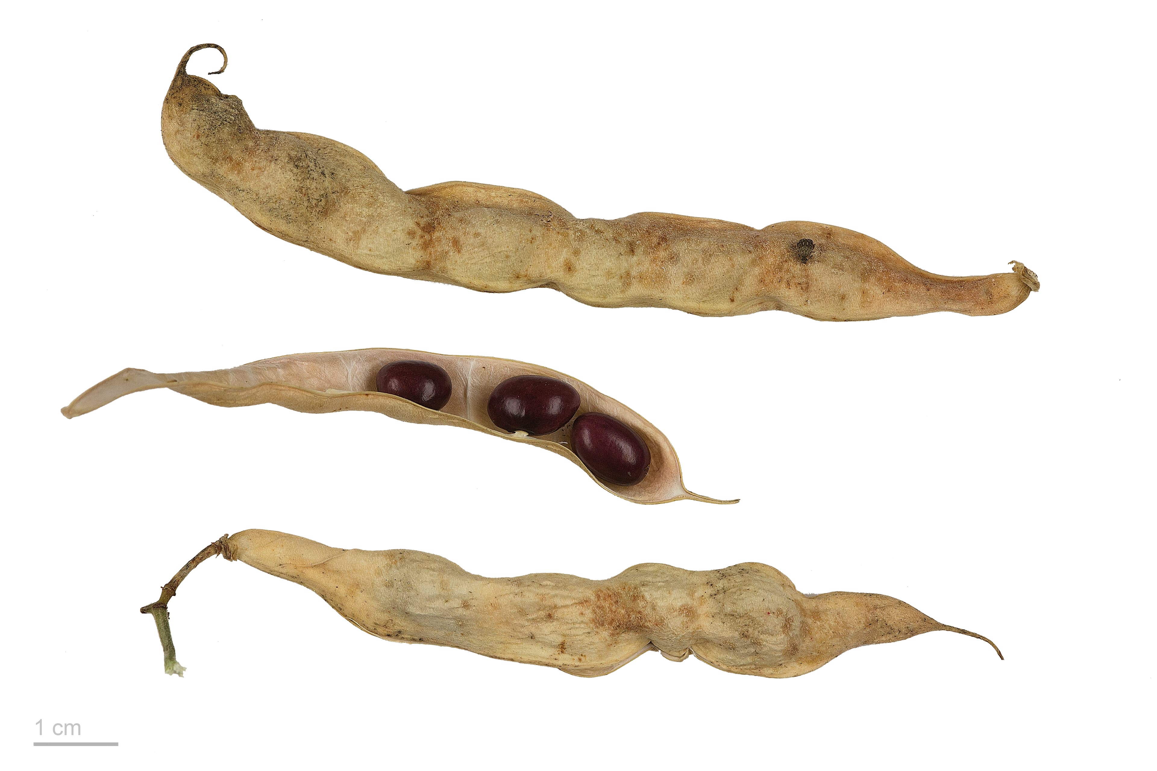 Illustration of Bean