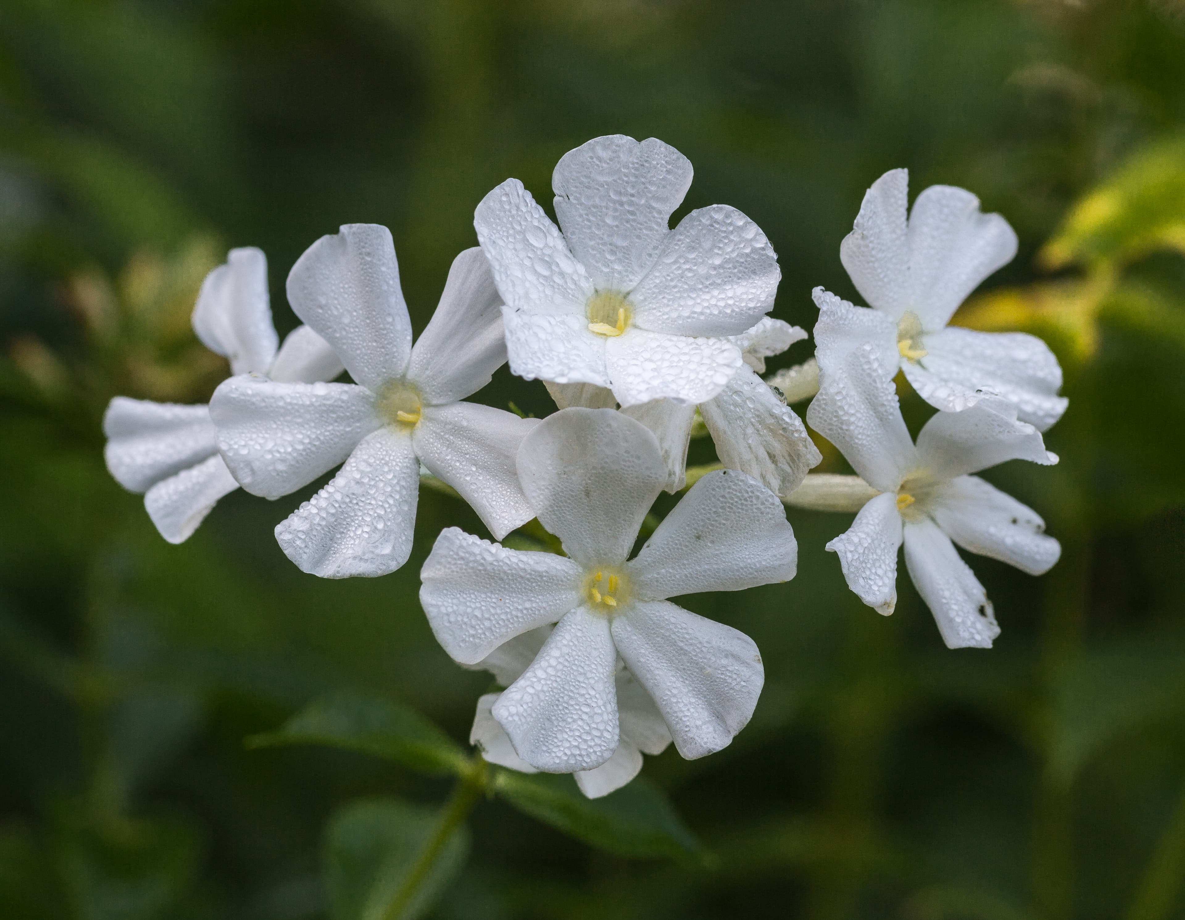 Botanical illustration of Fall Phlox