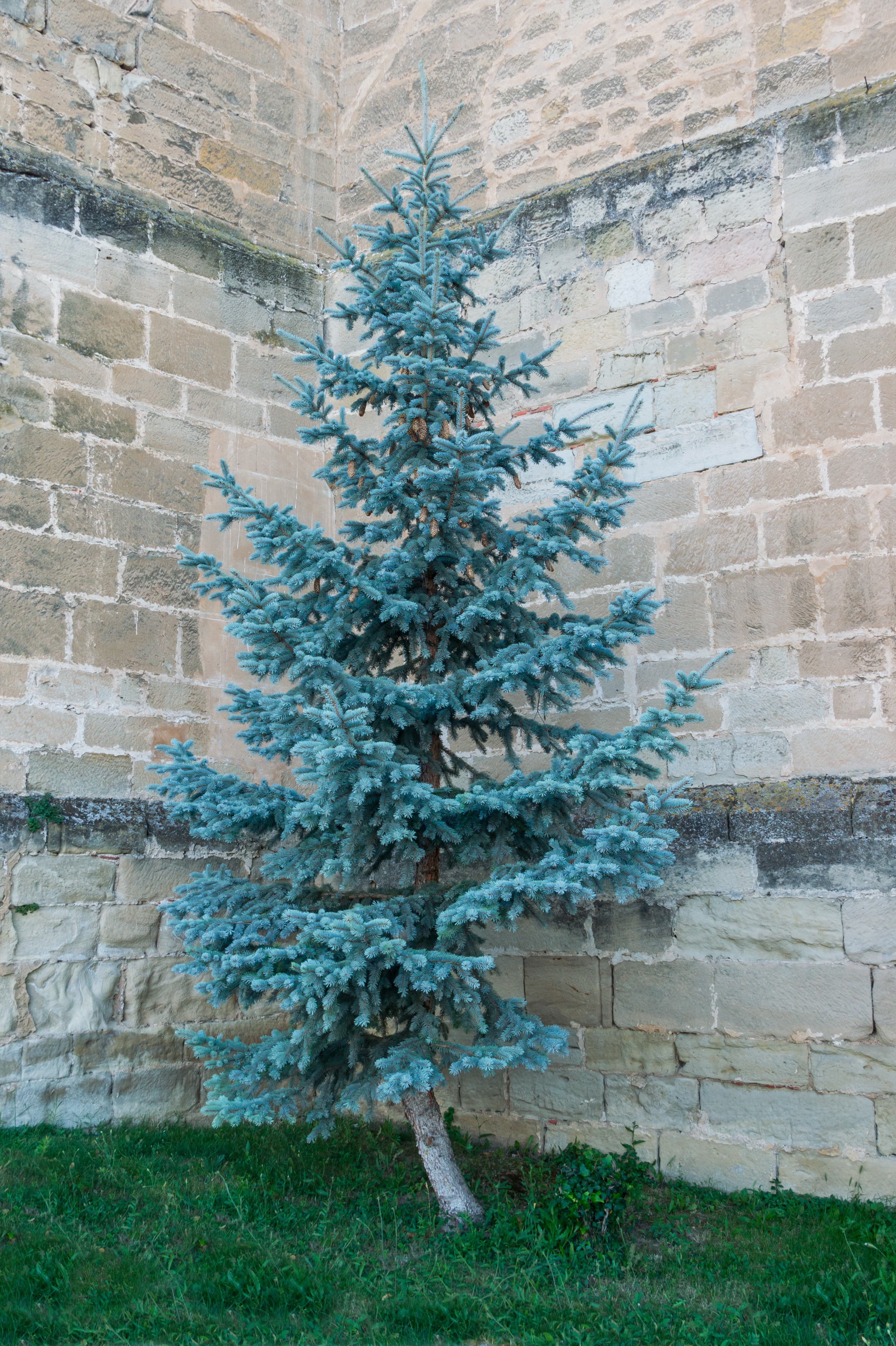 Gallery, Blue Spruce