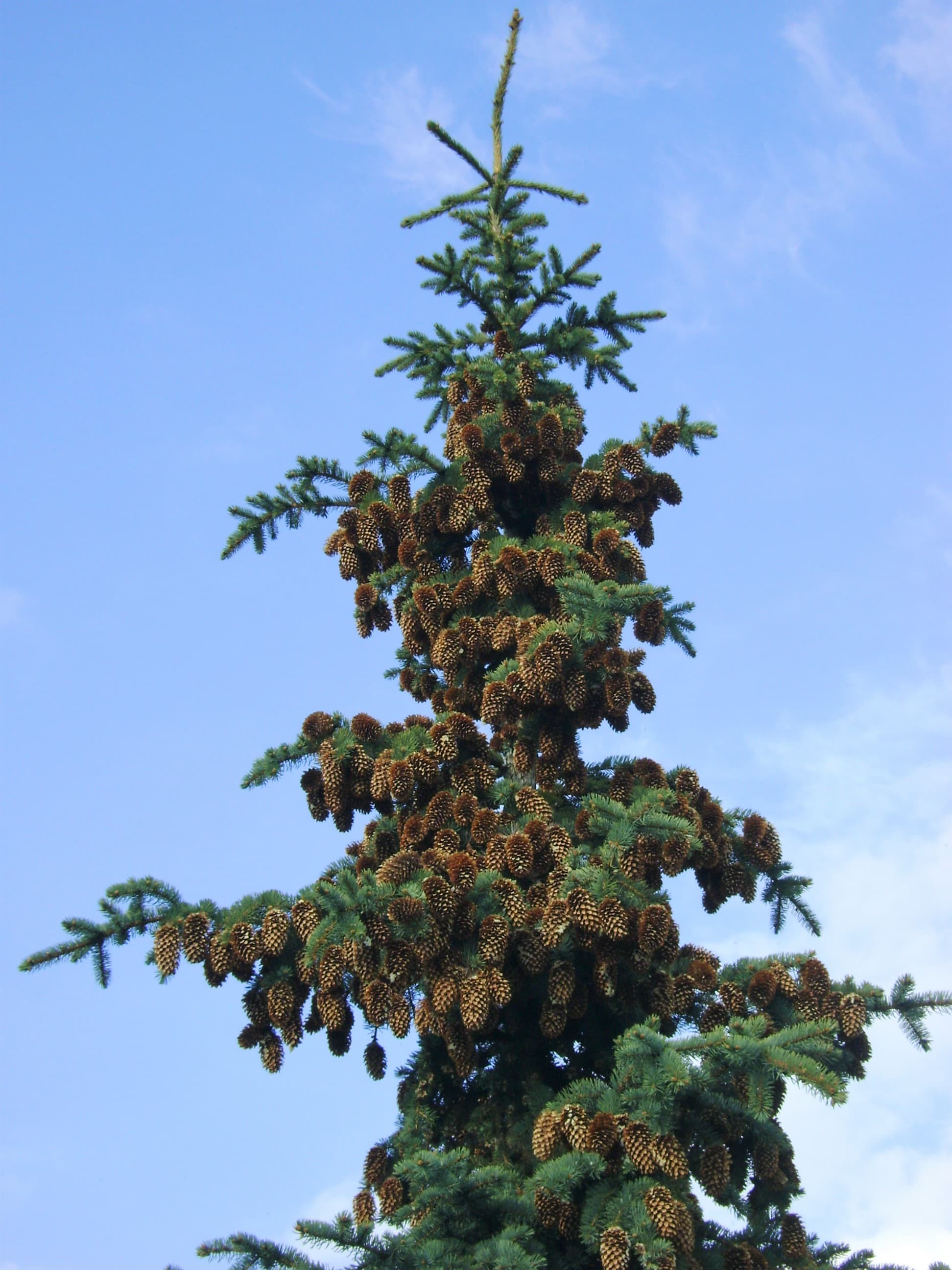Gallery, Blue Spruce