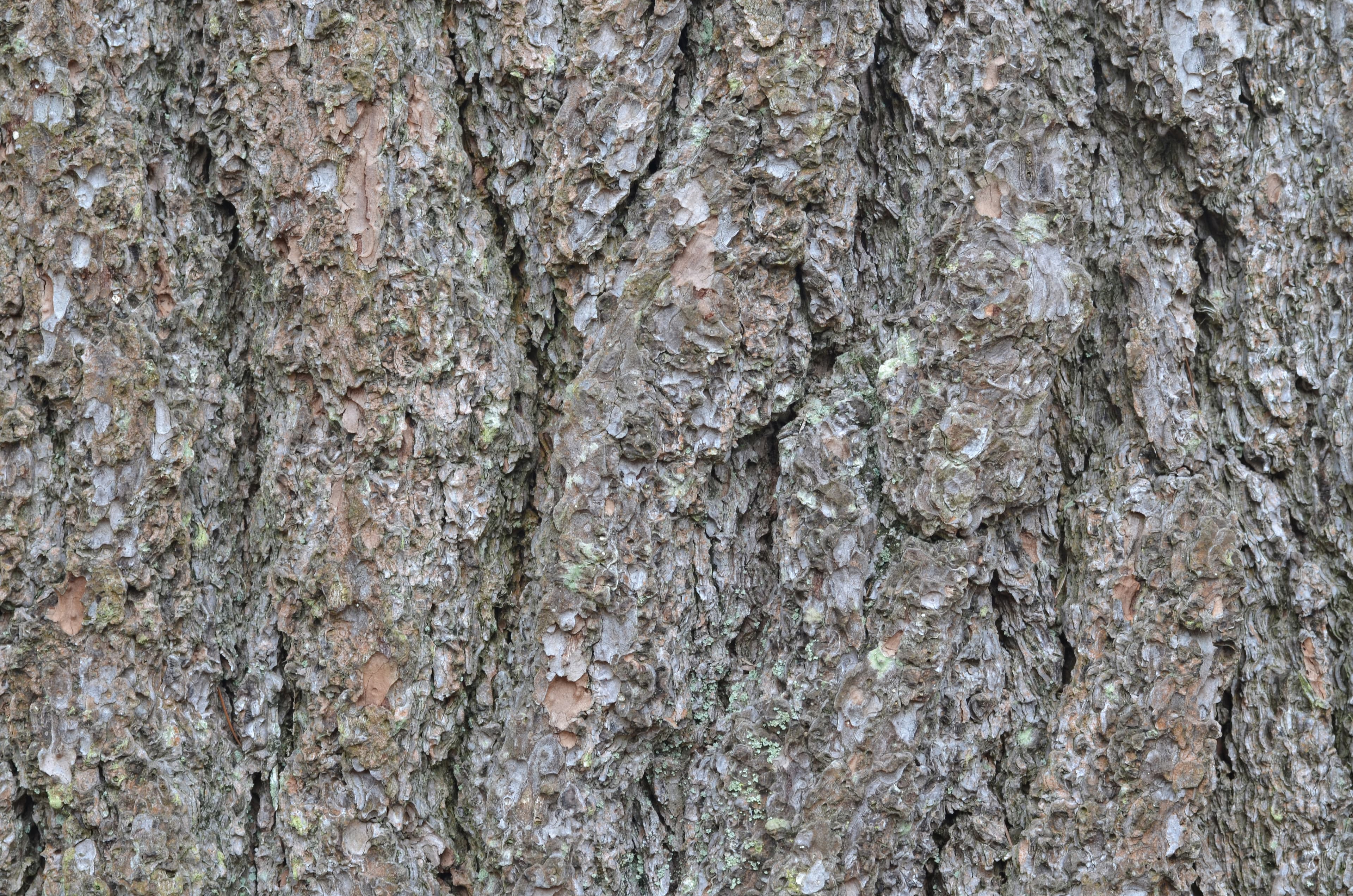 Gallery, Eastern White Pine