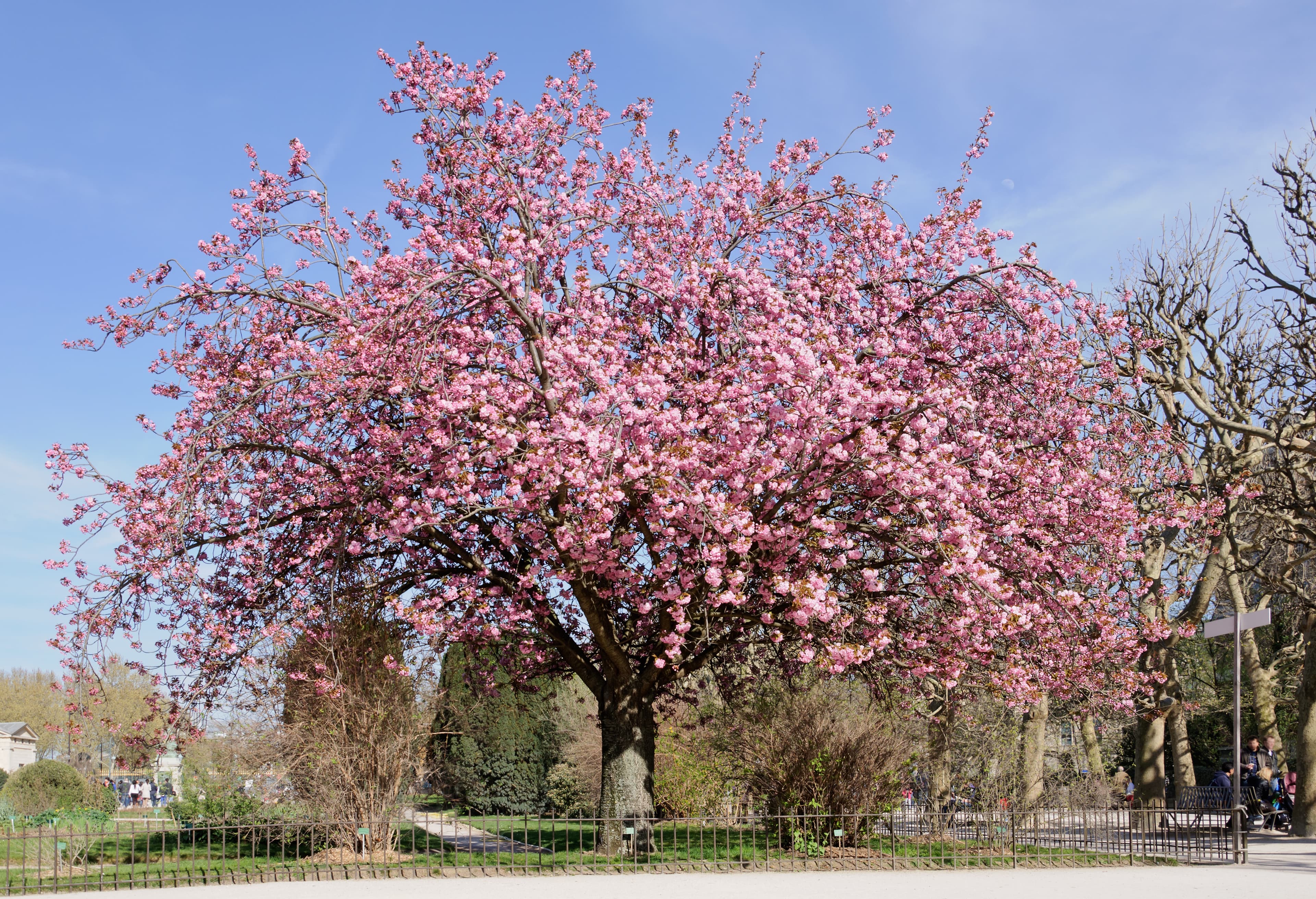 Bloom, Japanese Flowering Cherry