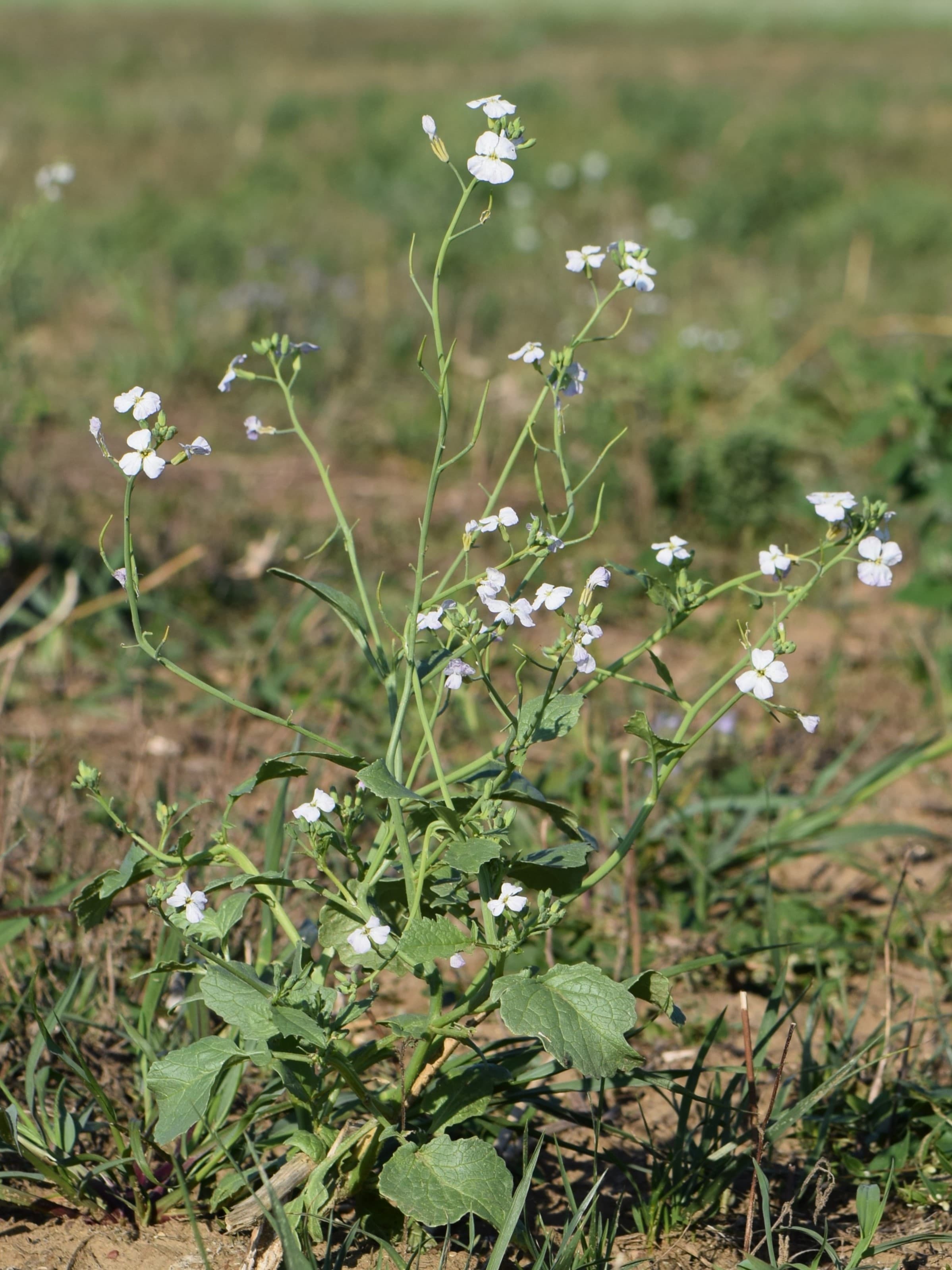 Bloom, Radish