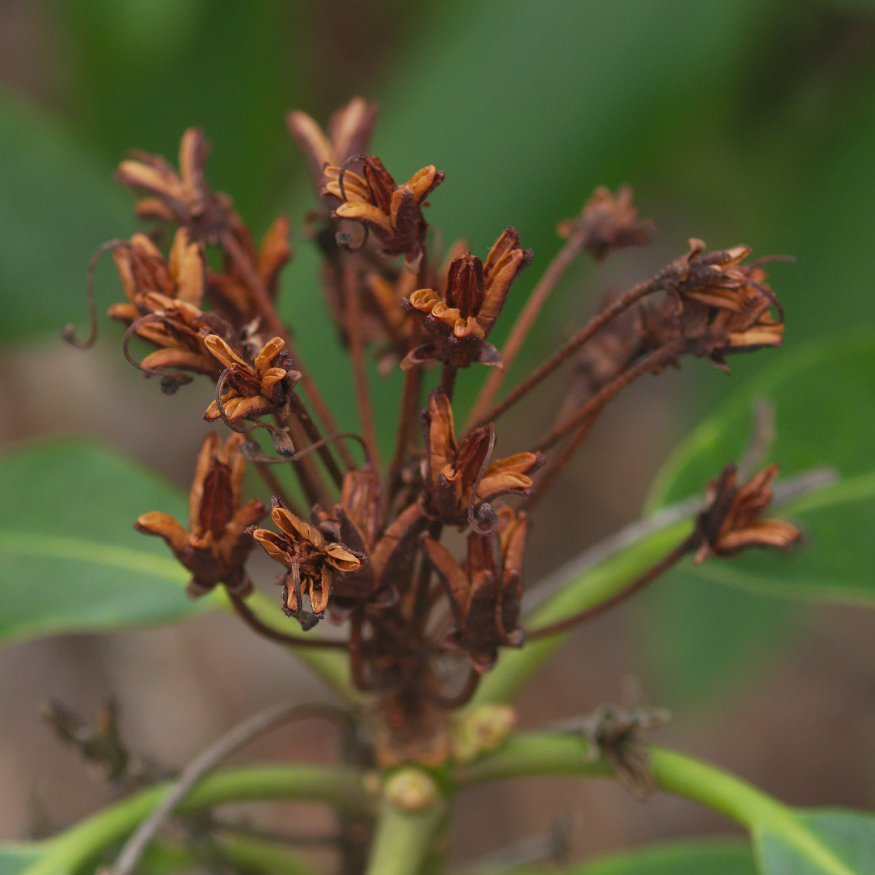 Gallery, Catawba Rosebay