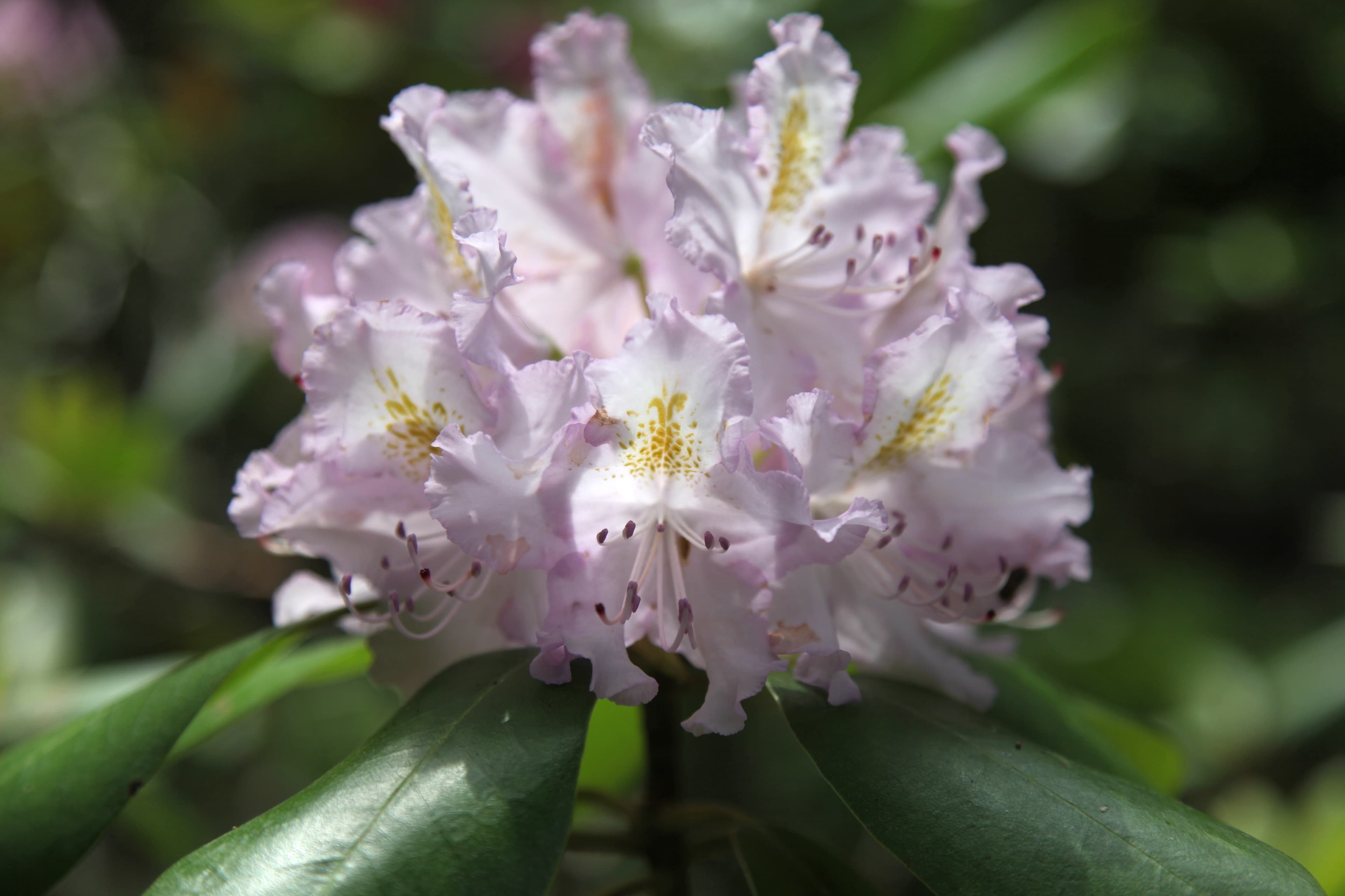 Bloom, Catawba Rosebay