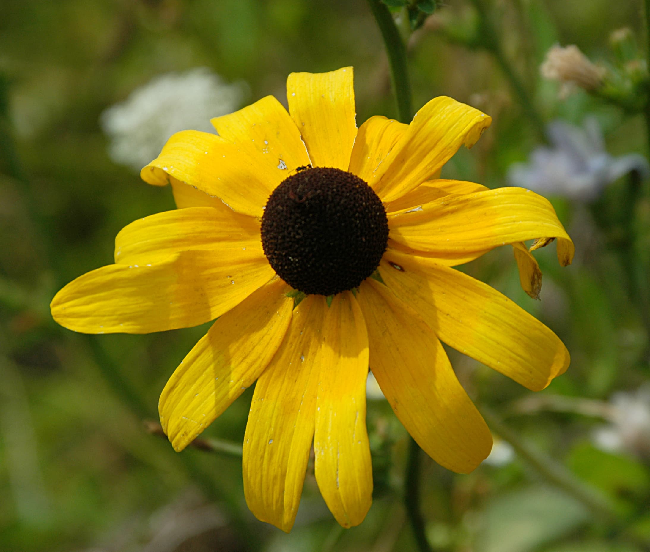 Gallery, Blackeyed Susan