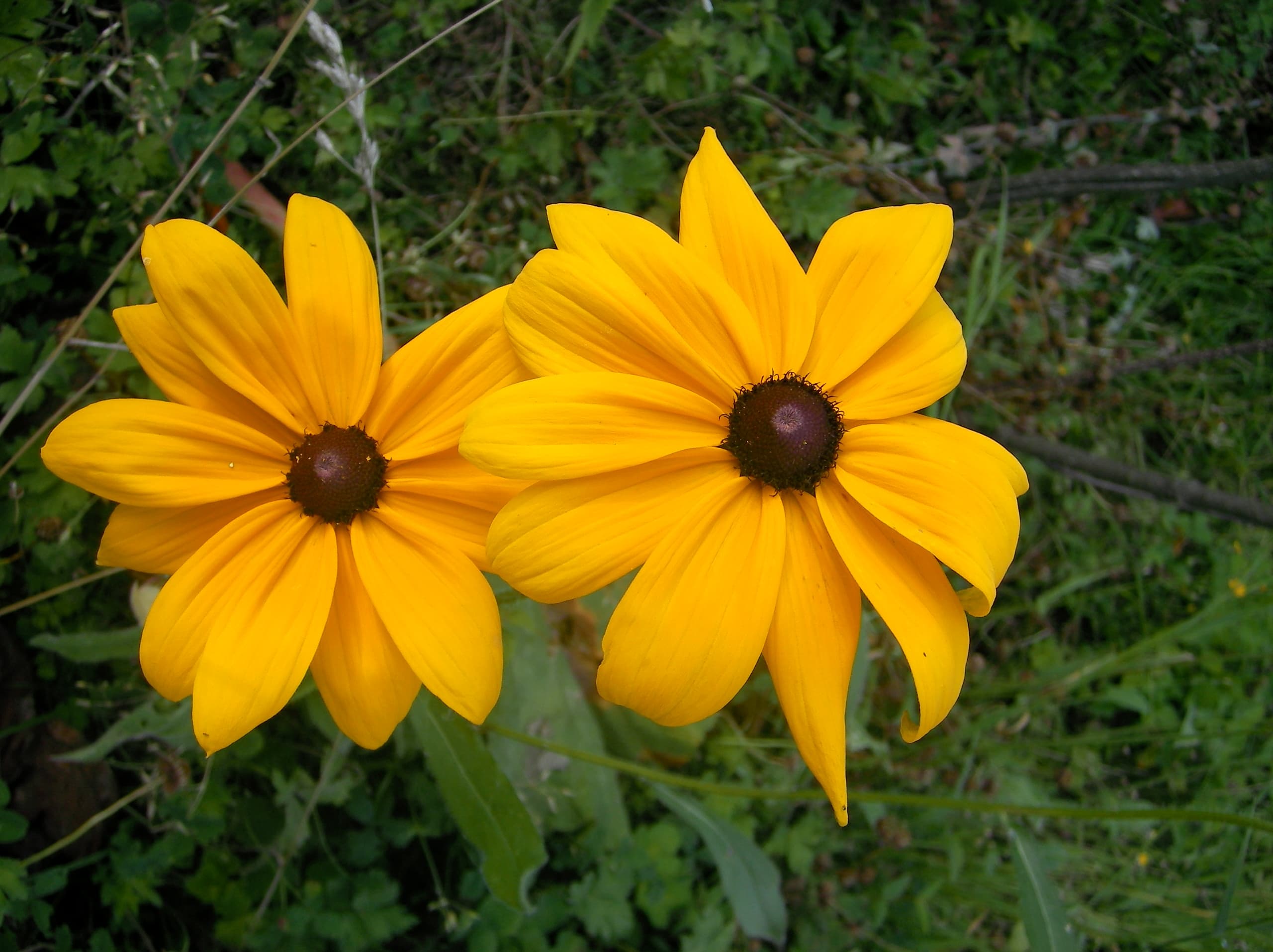 Bloom, Blackeyed Susan