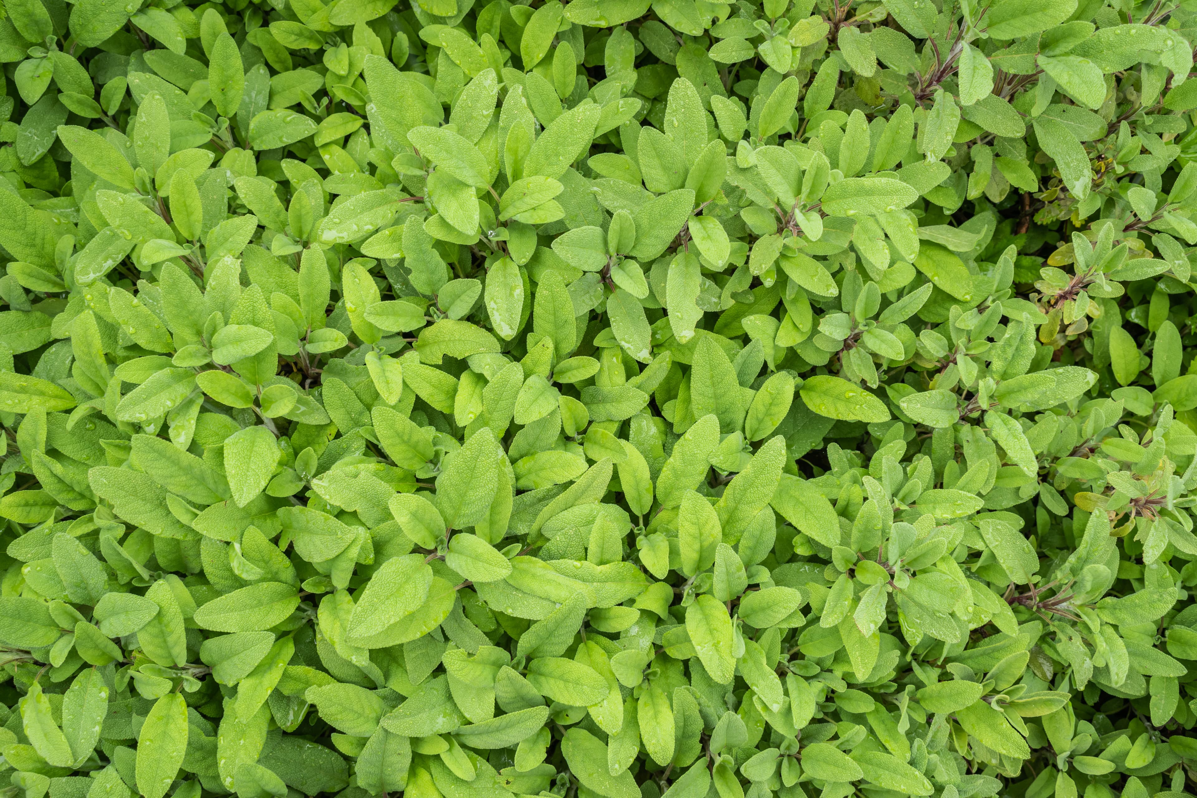 Illustration of Common Sage