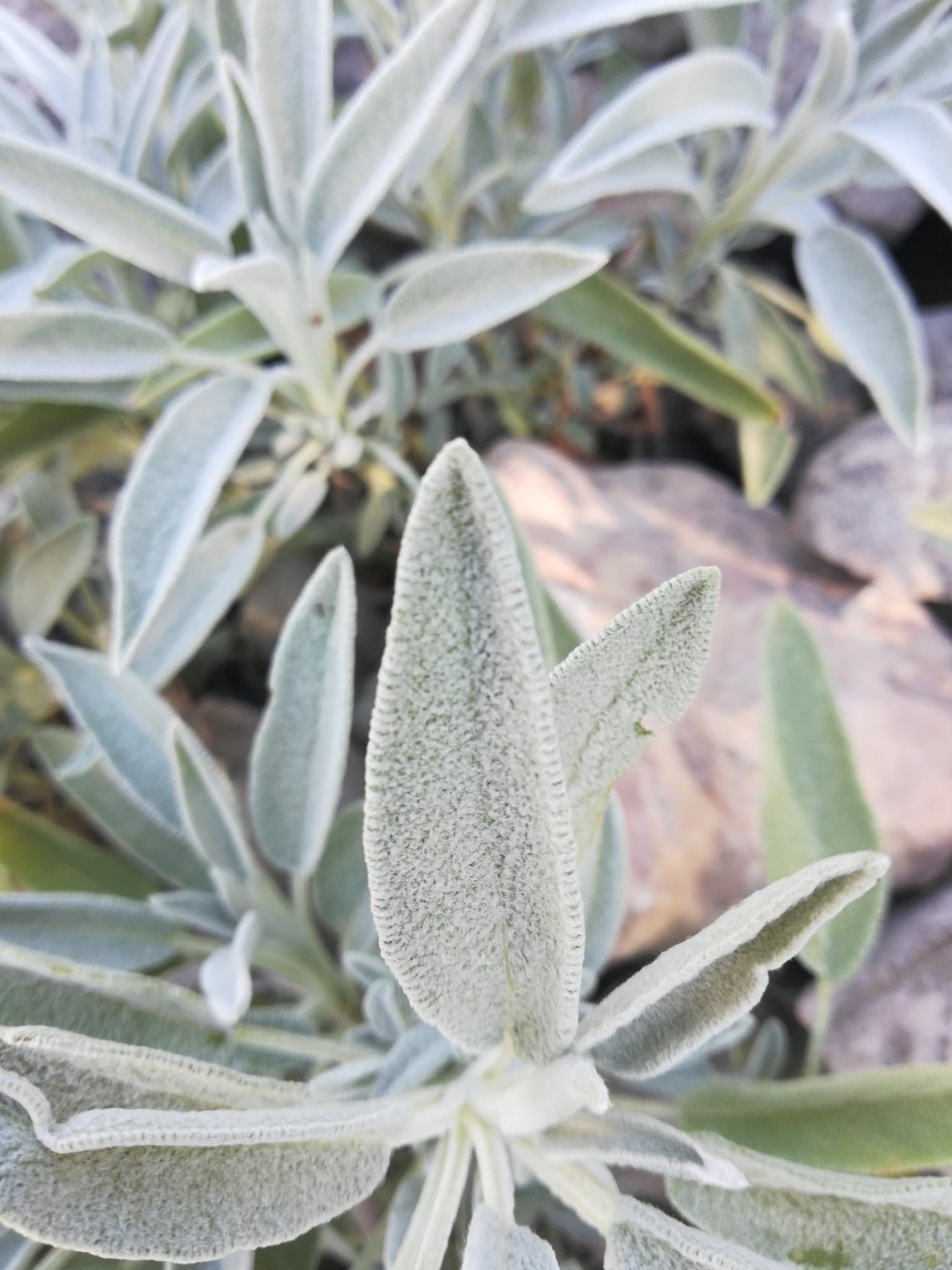 Gallery, Common Sage
