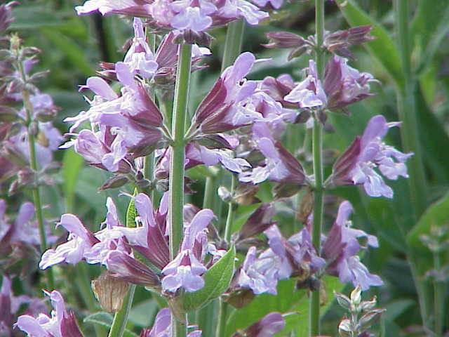 Gallery, Common Sage