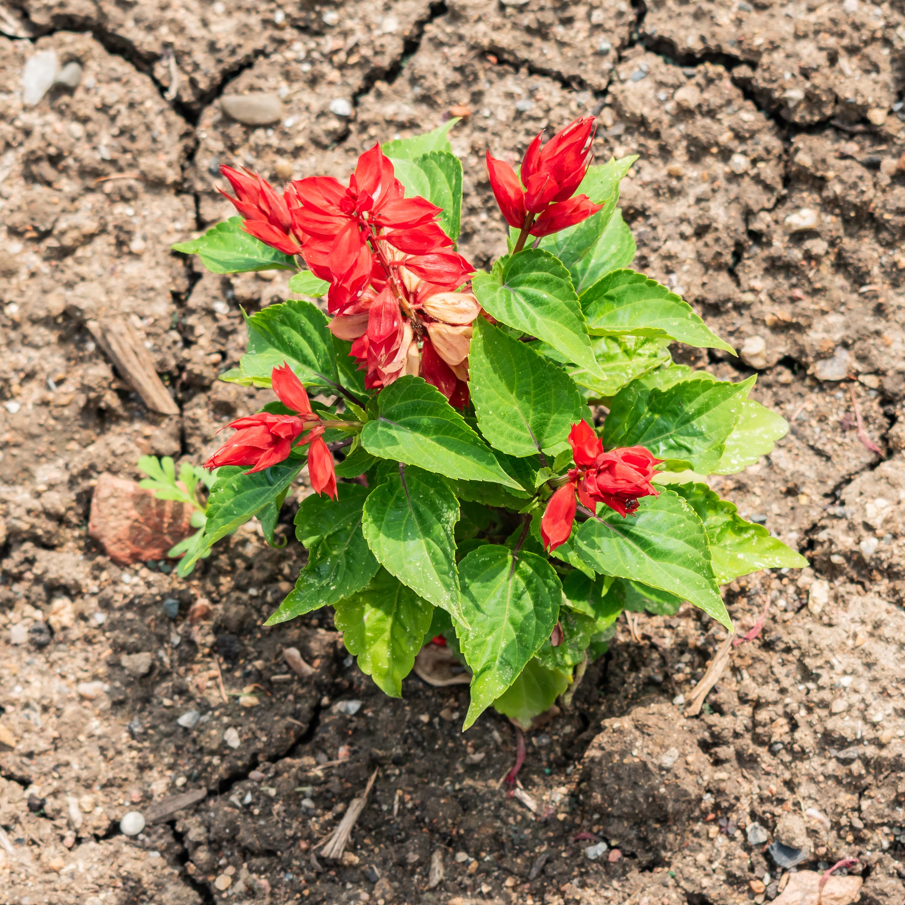 Botanical illustration of Salvia Spathacea