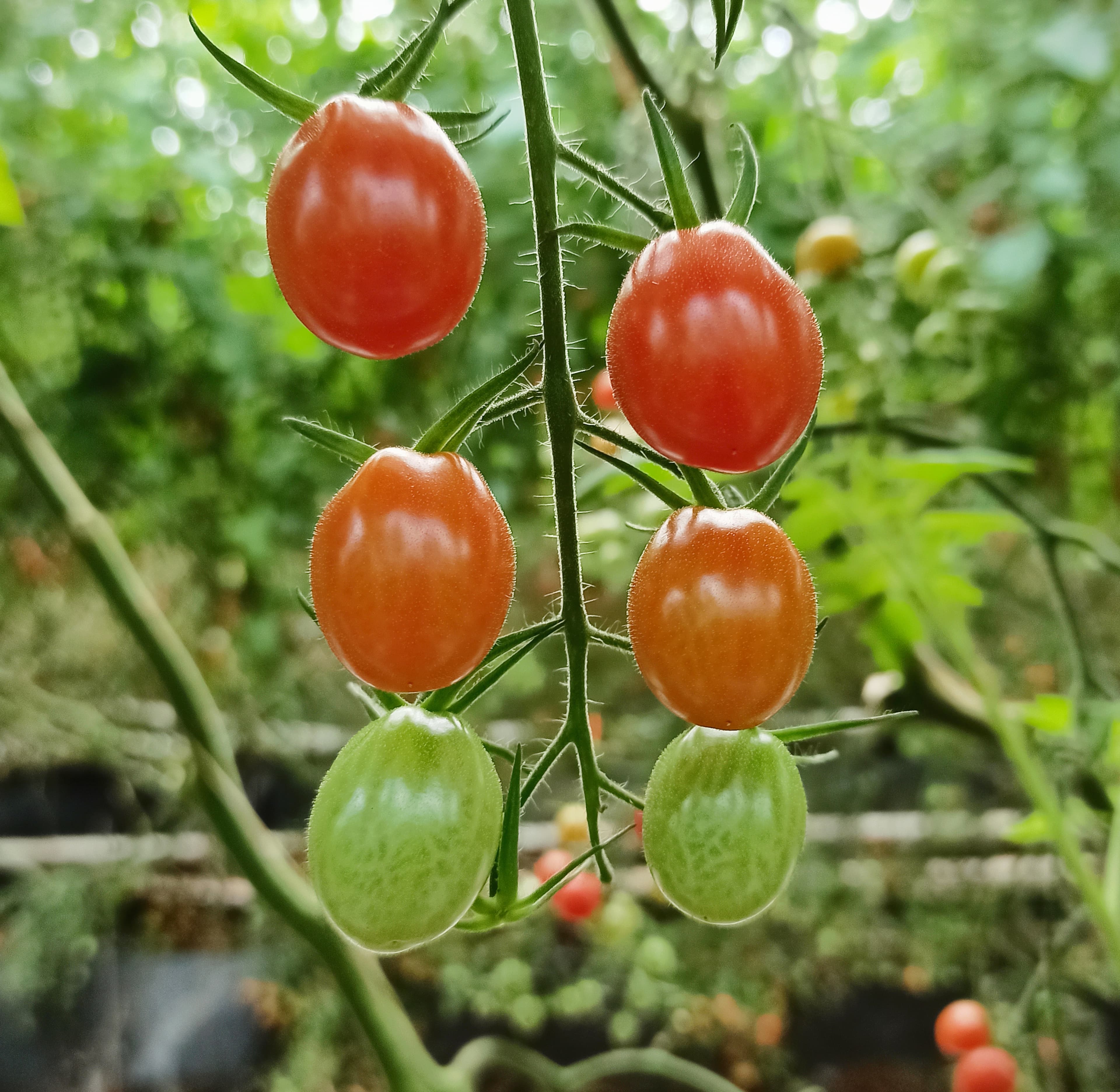 Gallery, Garden Tomato