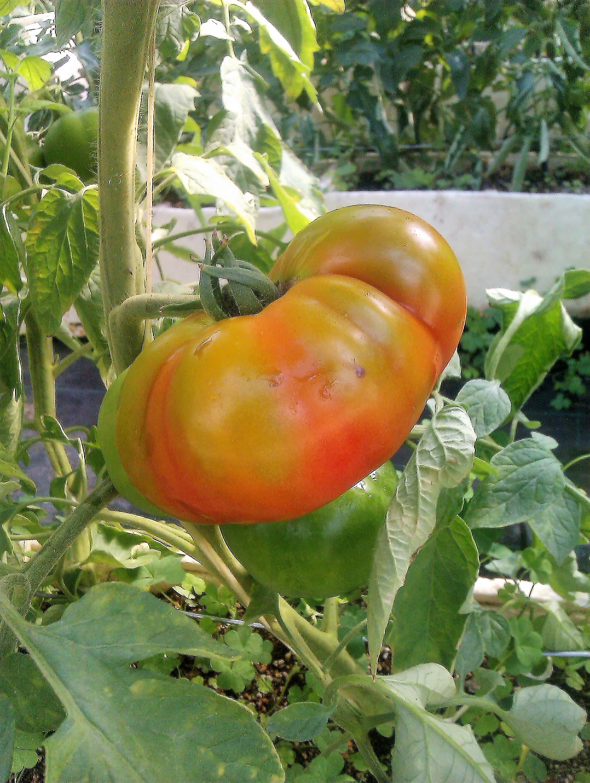Gallery, Garden Tomato