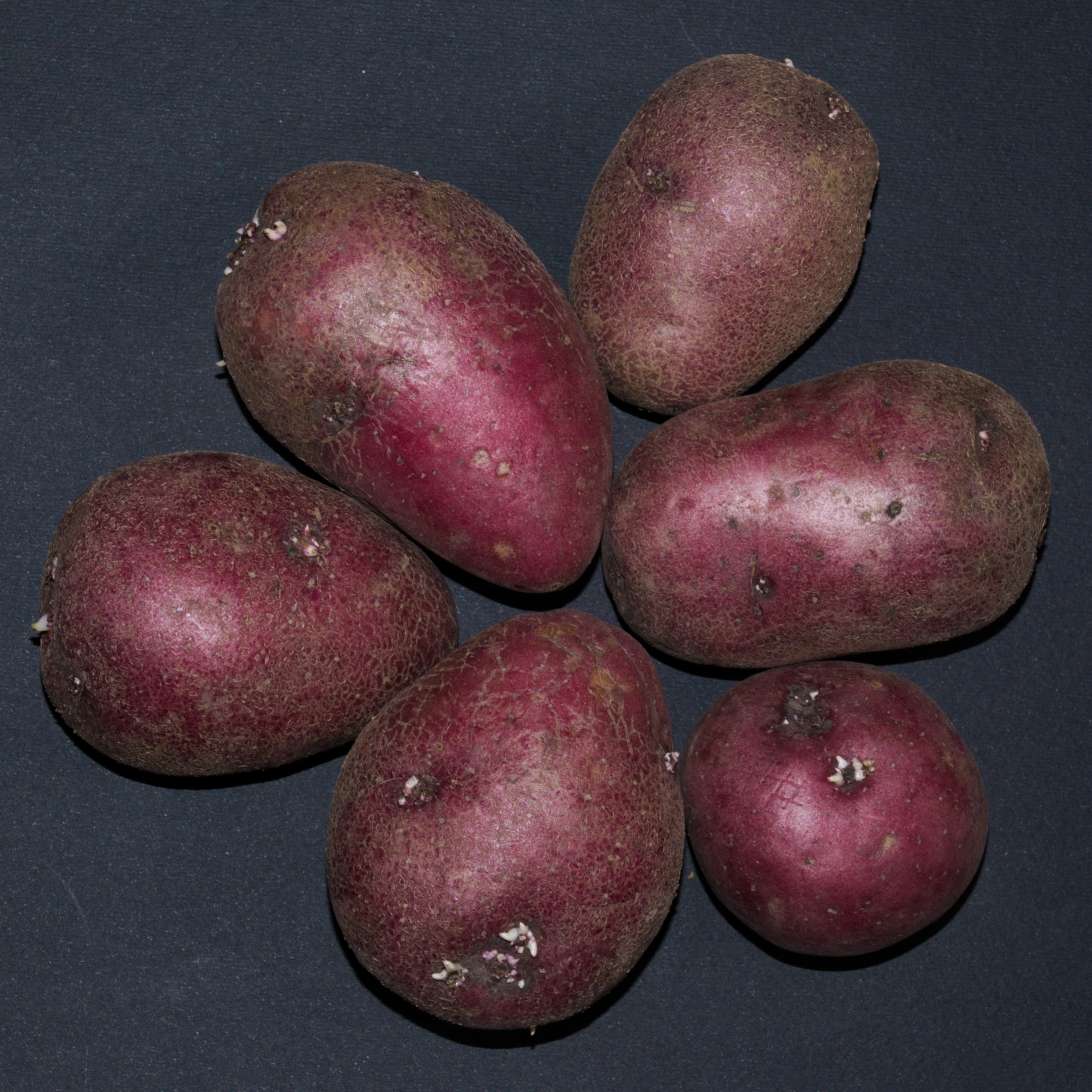 Gallery, Irish Potato