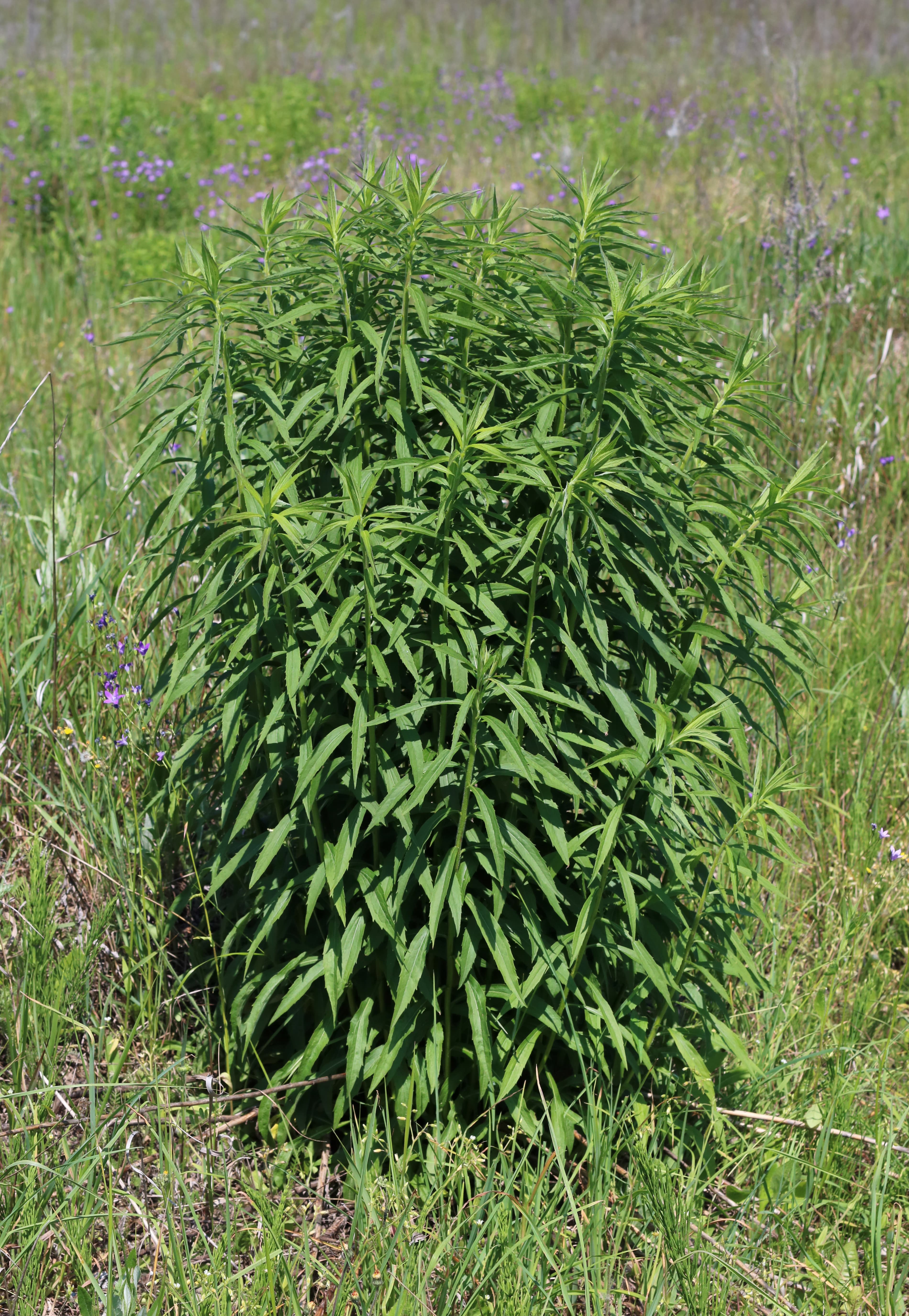 Gallery, Canada Goldenrod