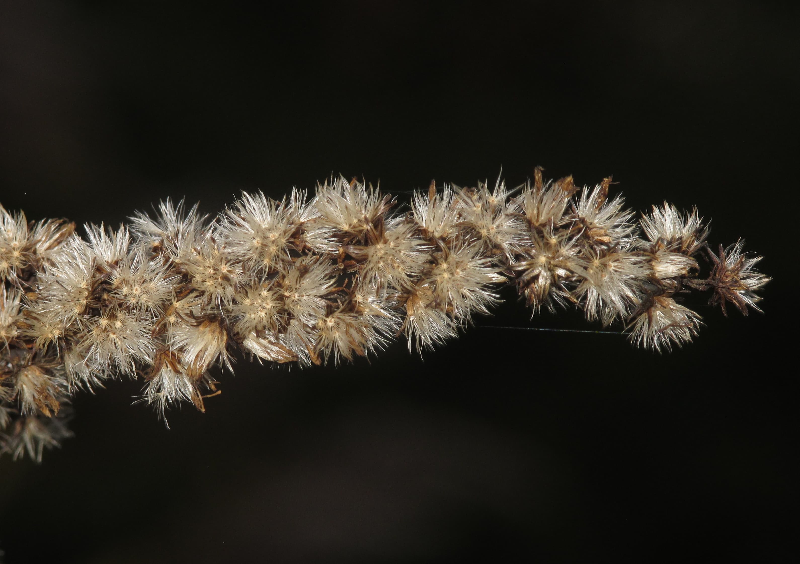 Bloom, Canada Goldenrod