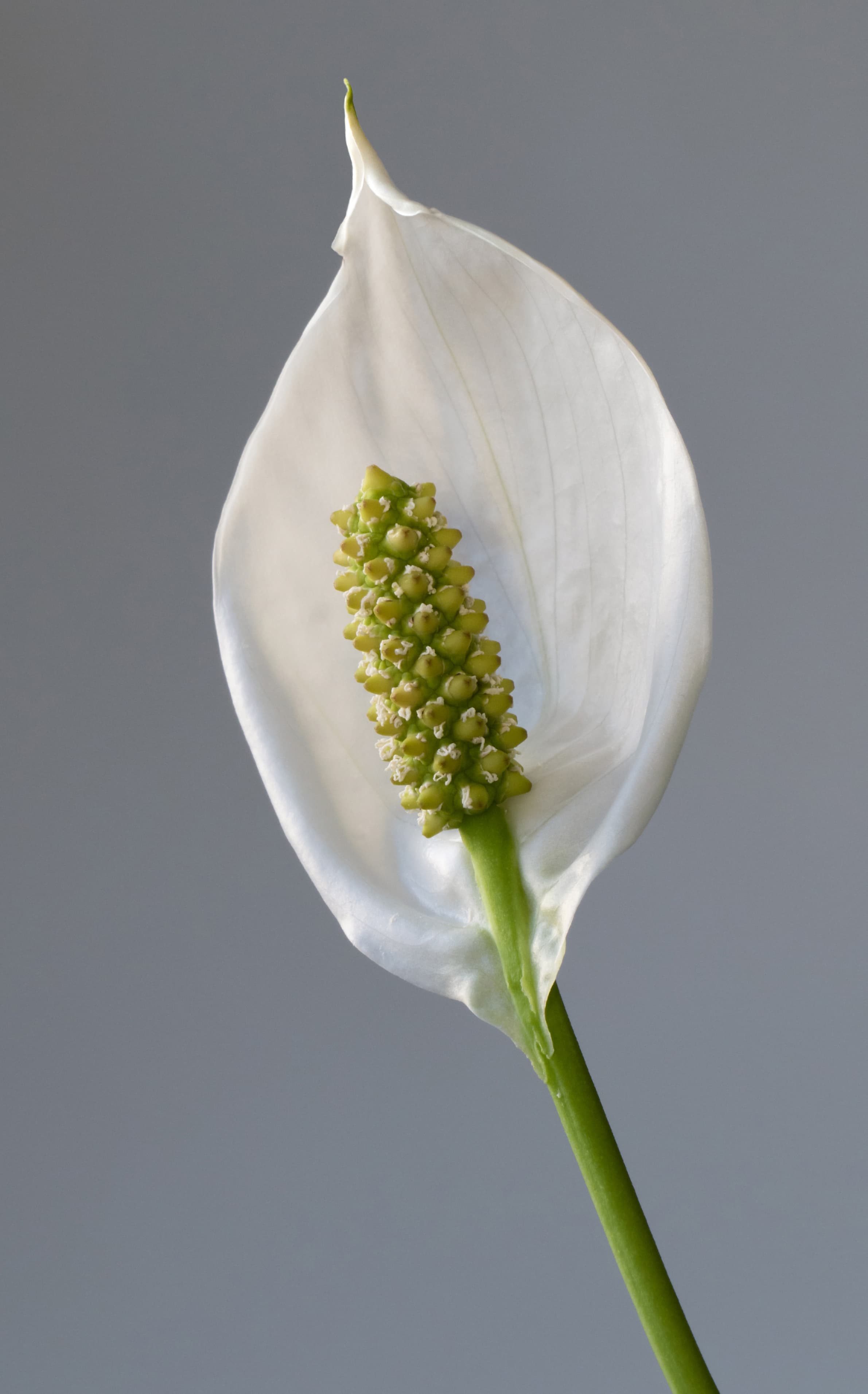 Bloom, Peace Lily