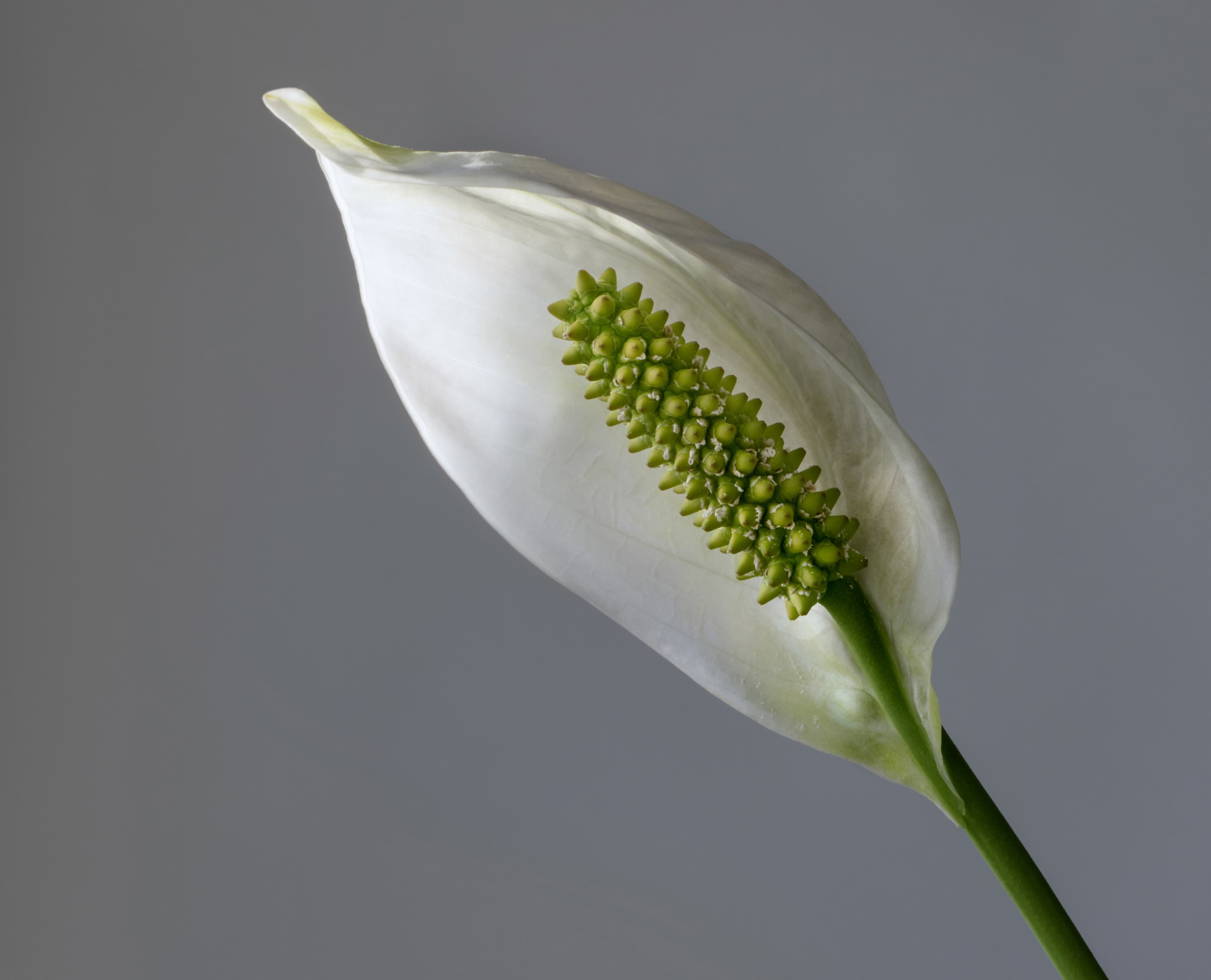 Illustration of Peace Lily