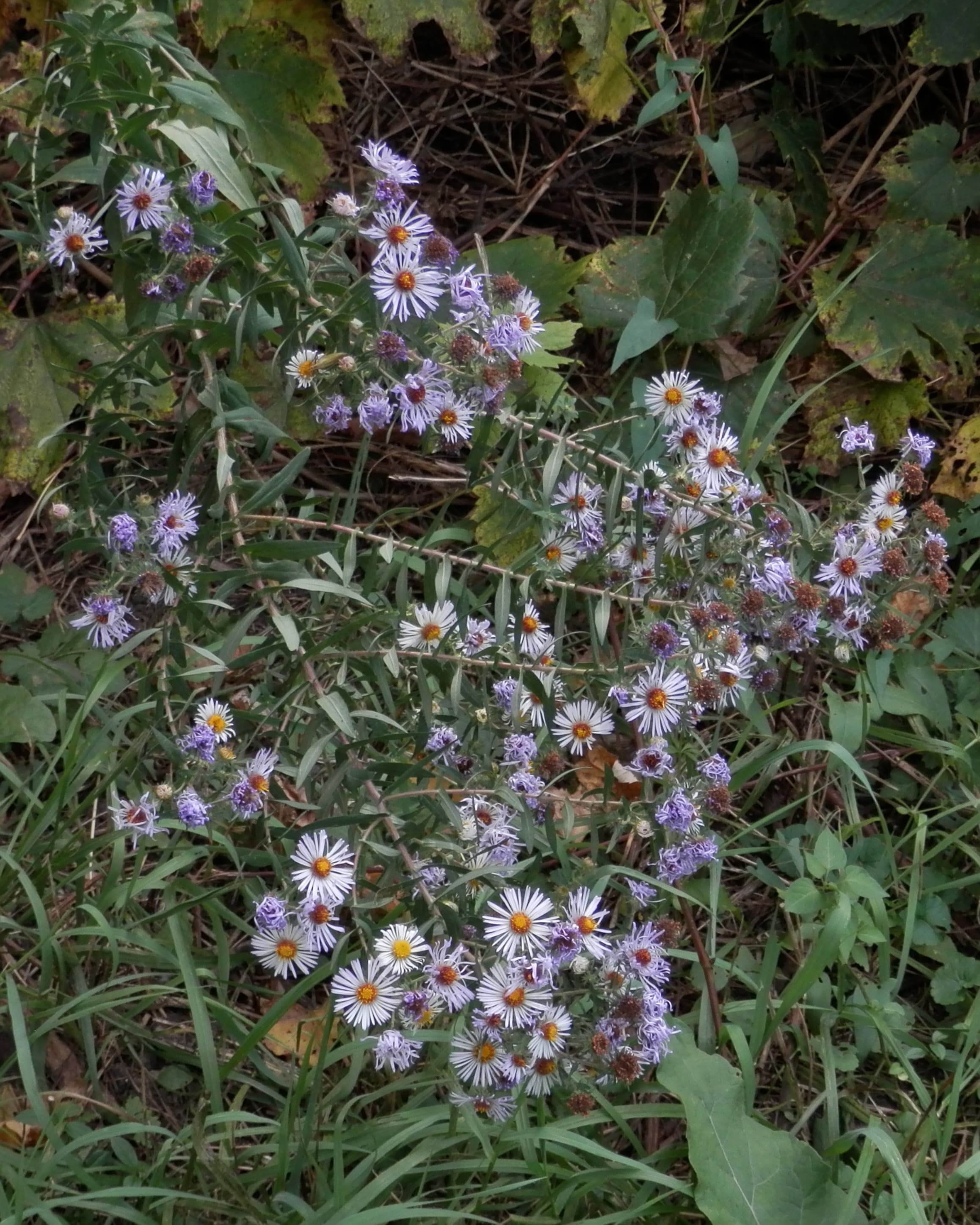 Gallery, New England Aster