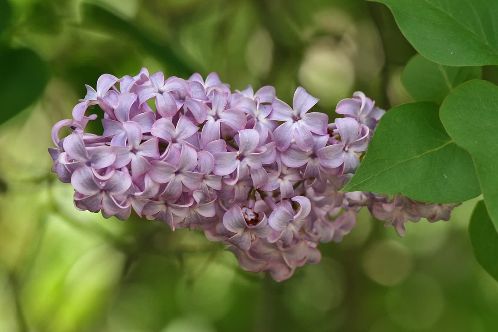 Illustration of Common Lilac