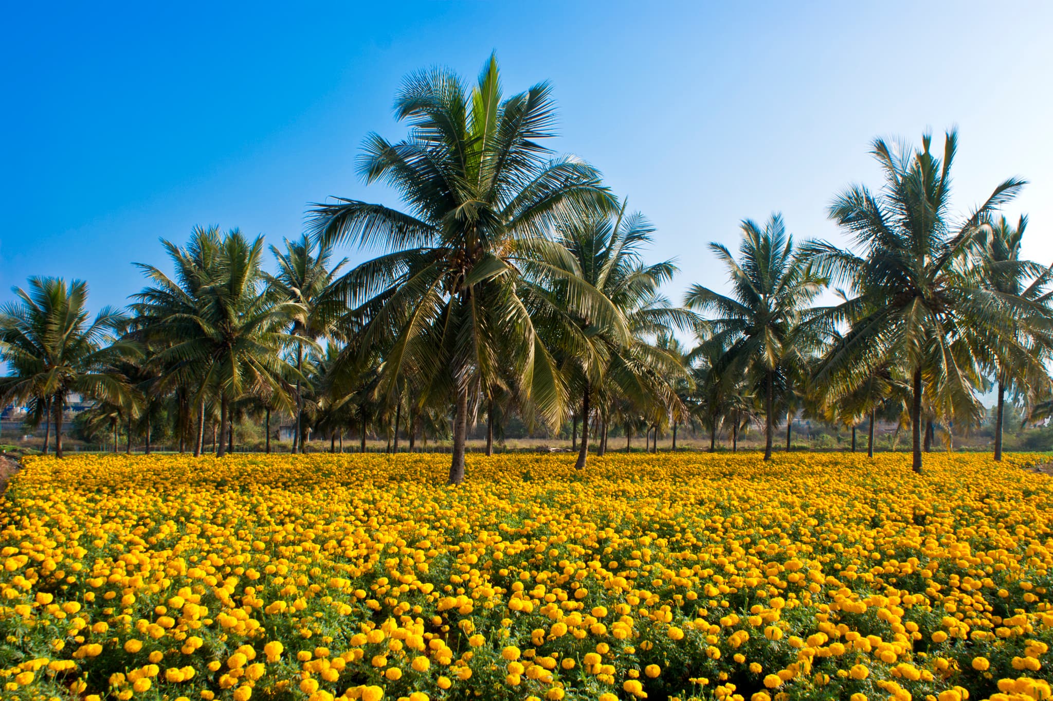 Gallery, African Marigold