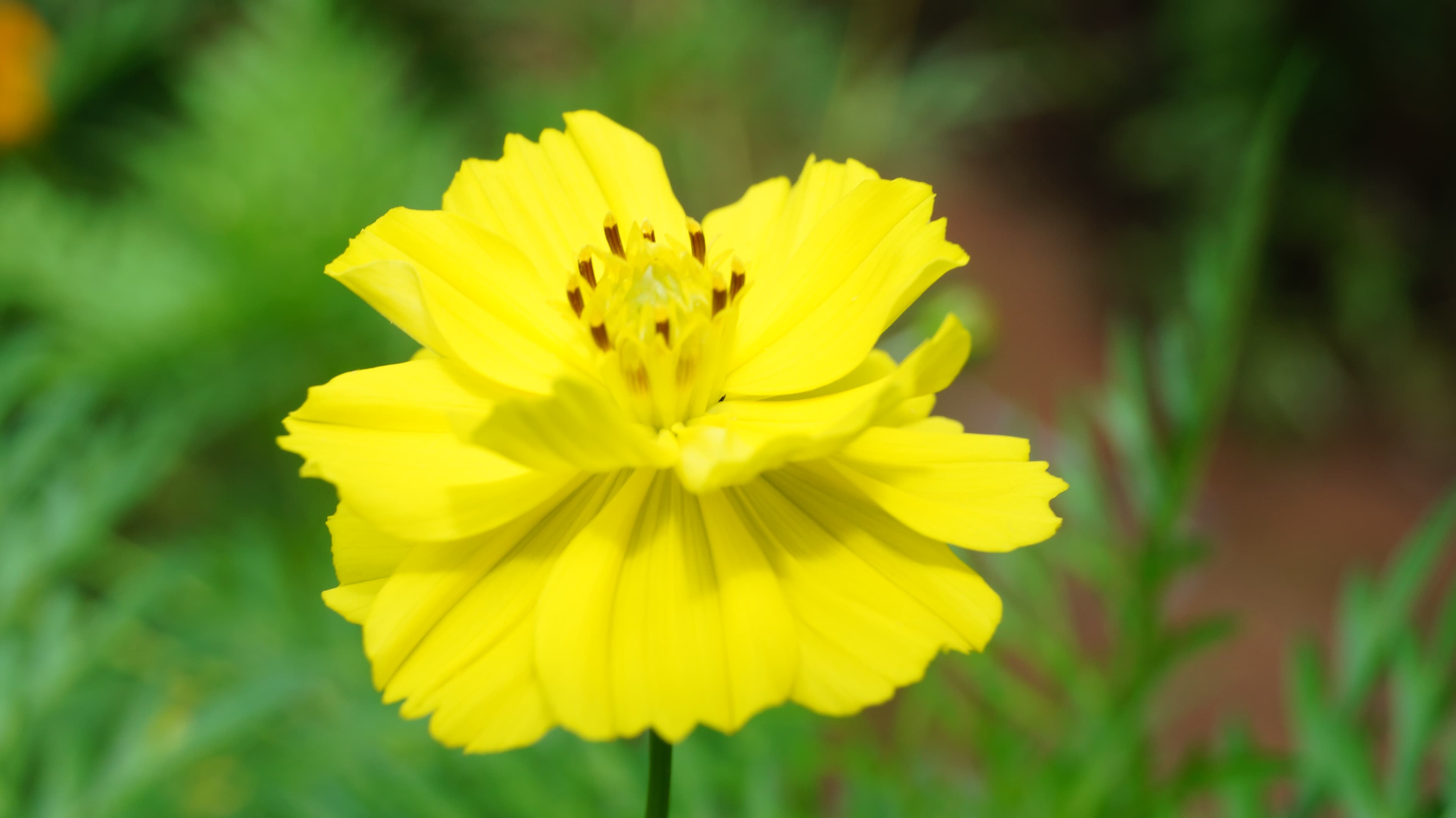 Gallery, African Marigold