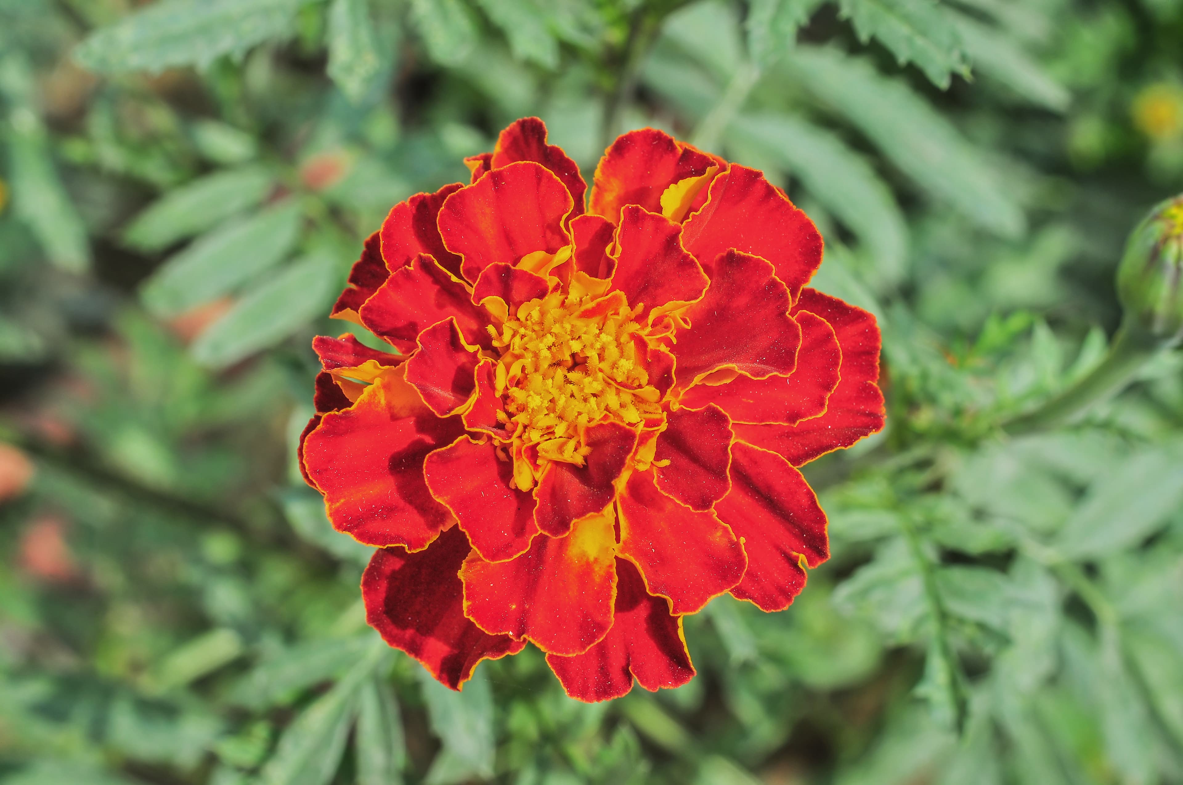 Gallery, French Marigold