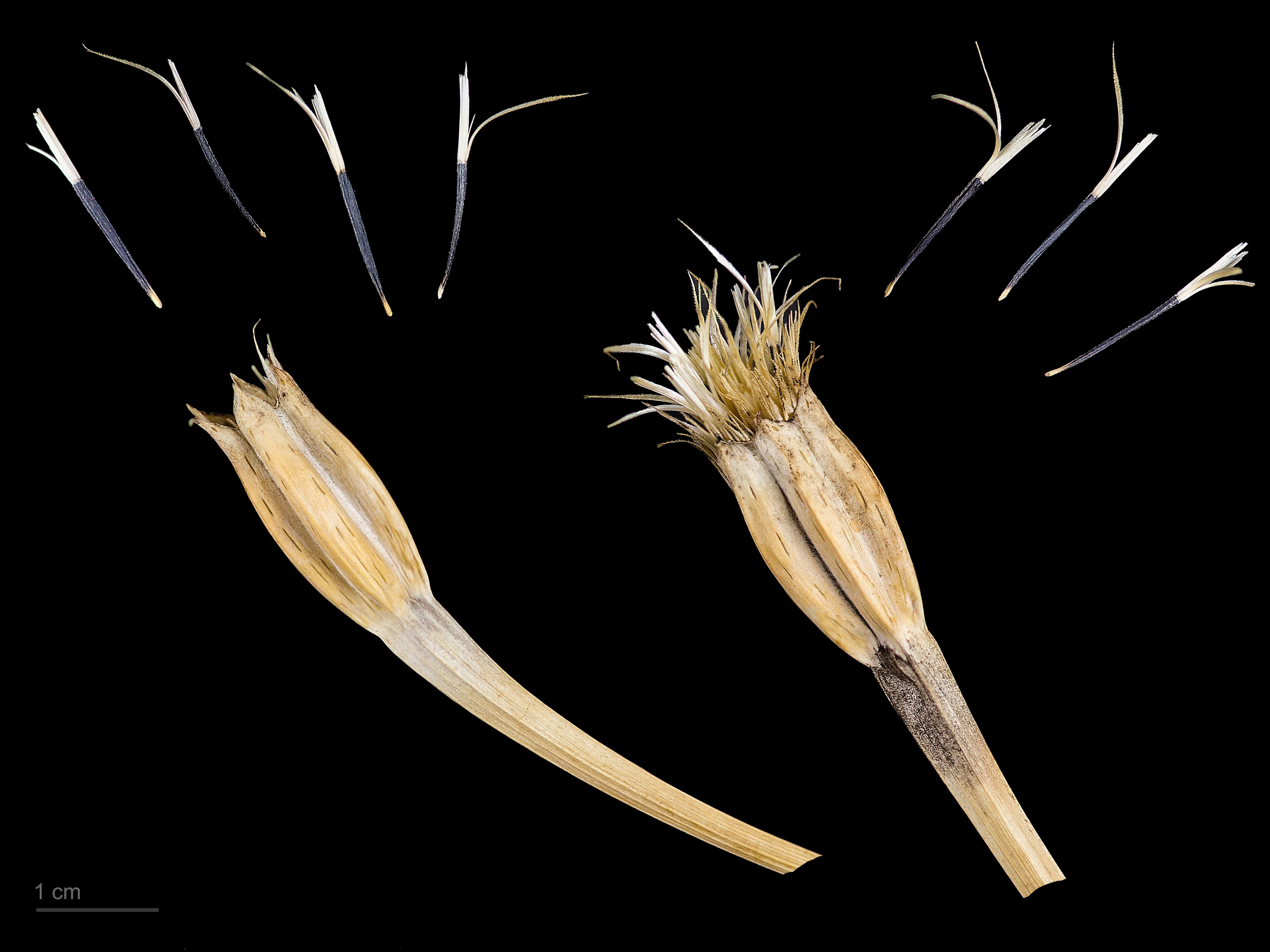 Gallery, Talinum Paniculatum