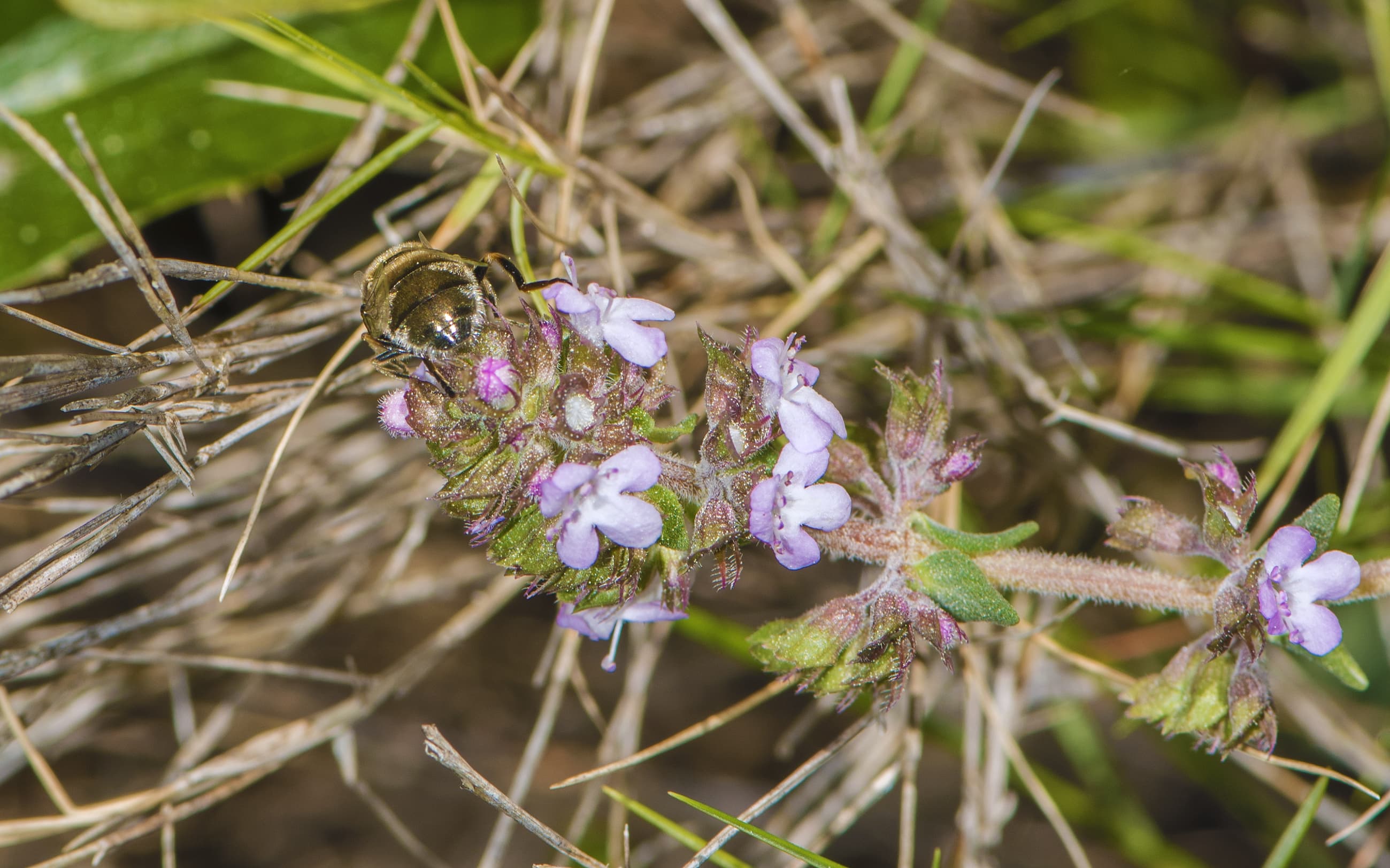 Garden Thyme