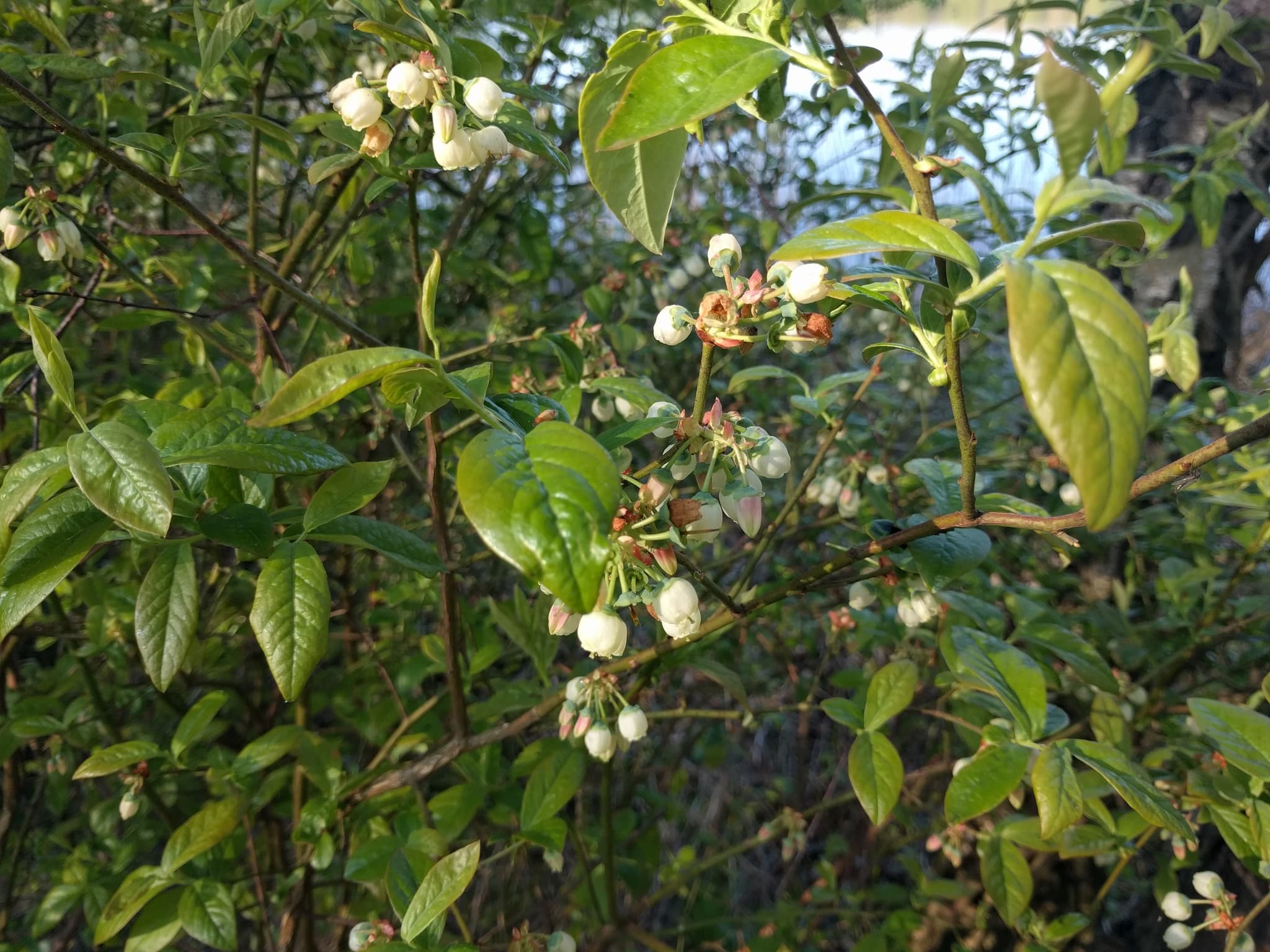Gallery, Highbush Blueberry
