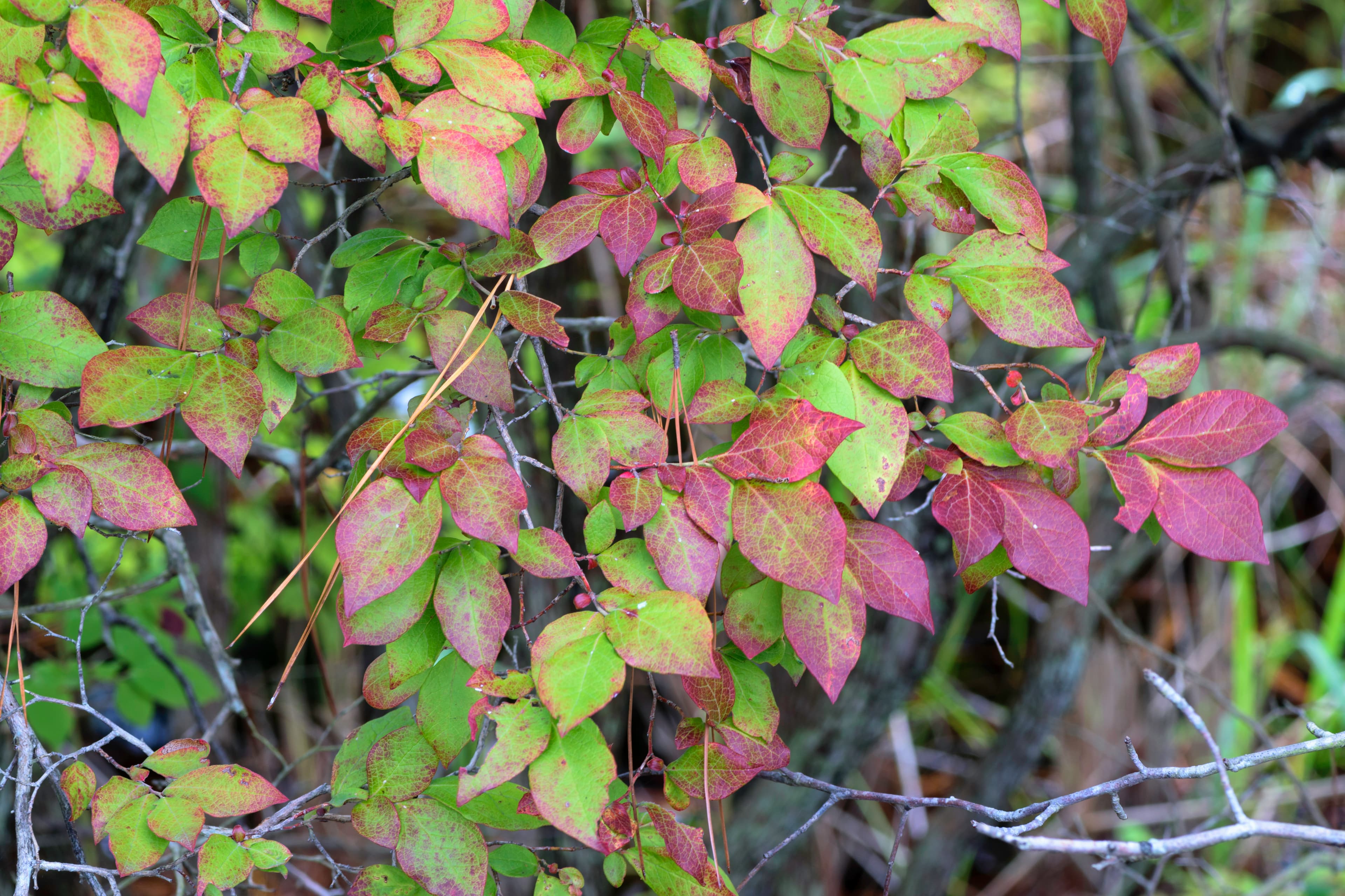 Illustration of Highbush Blueberry