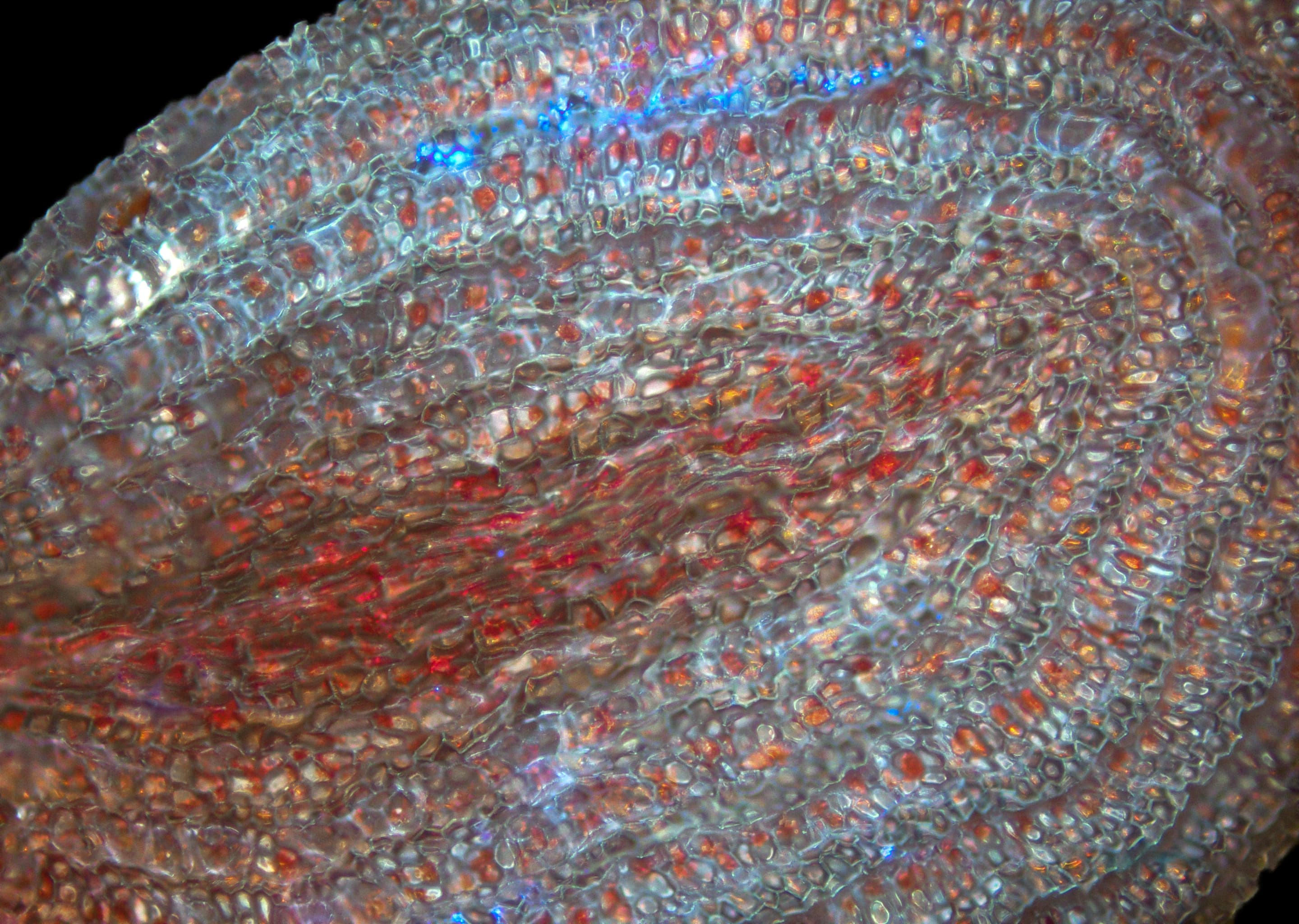 Gallery, Highbush Blueberry