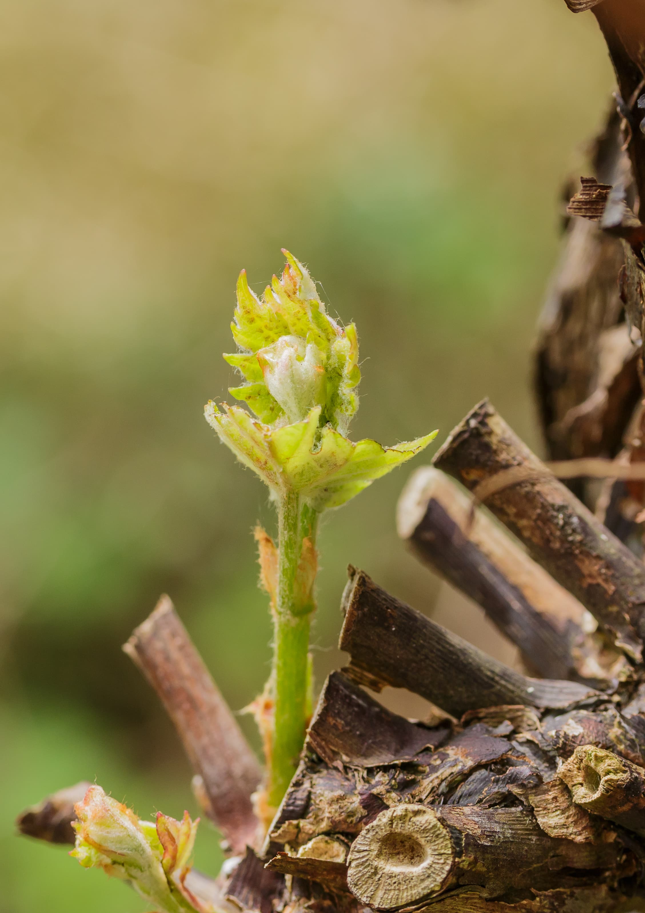 Gallery, Vicia Villosa
