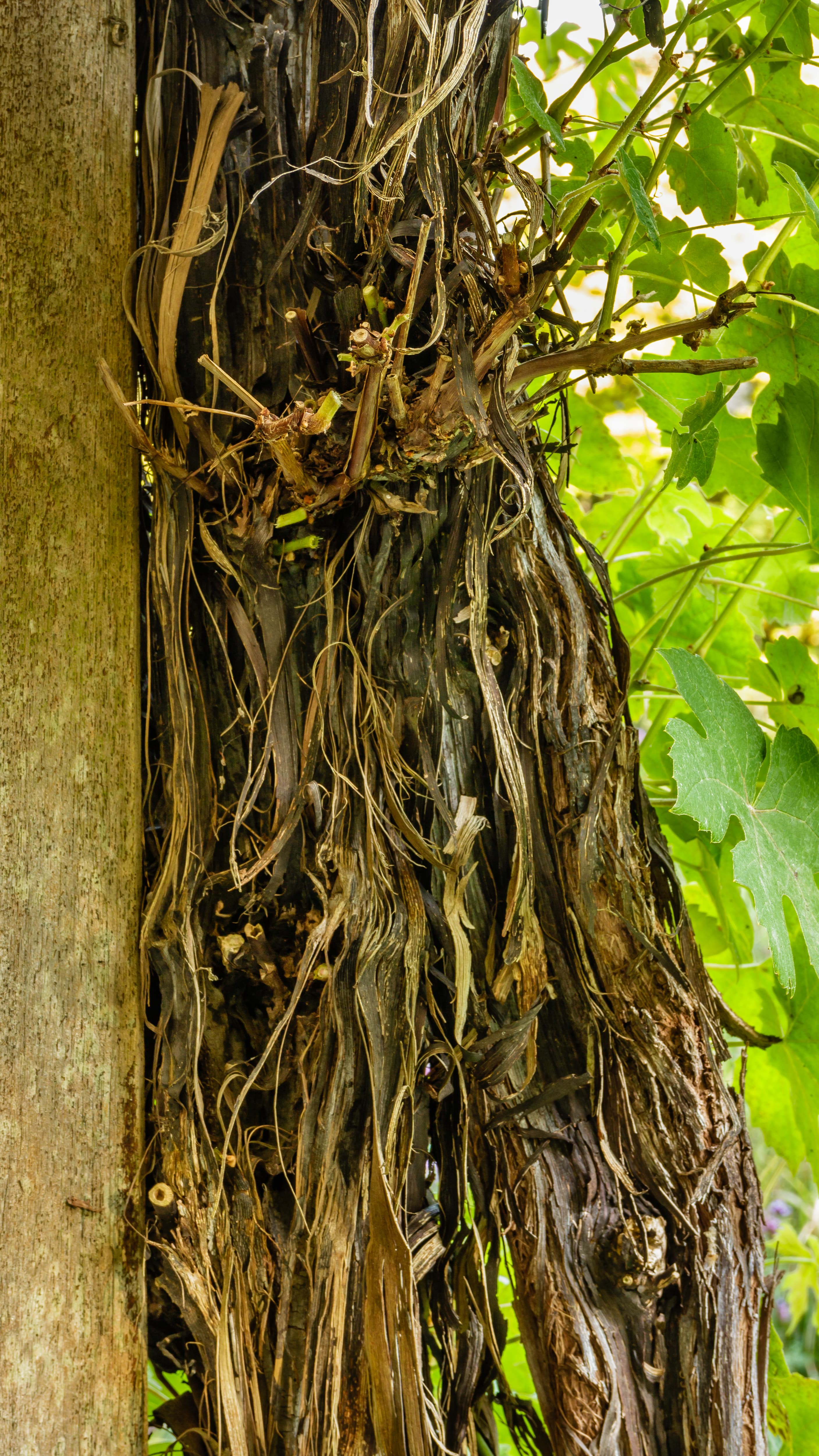Bloom, Vicia Villosa