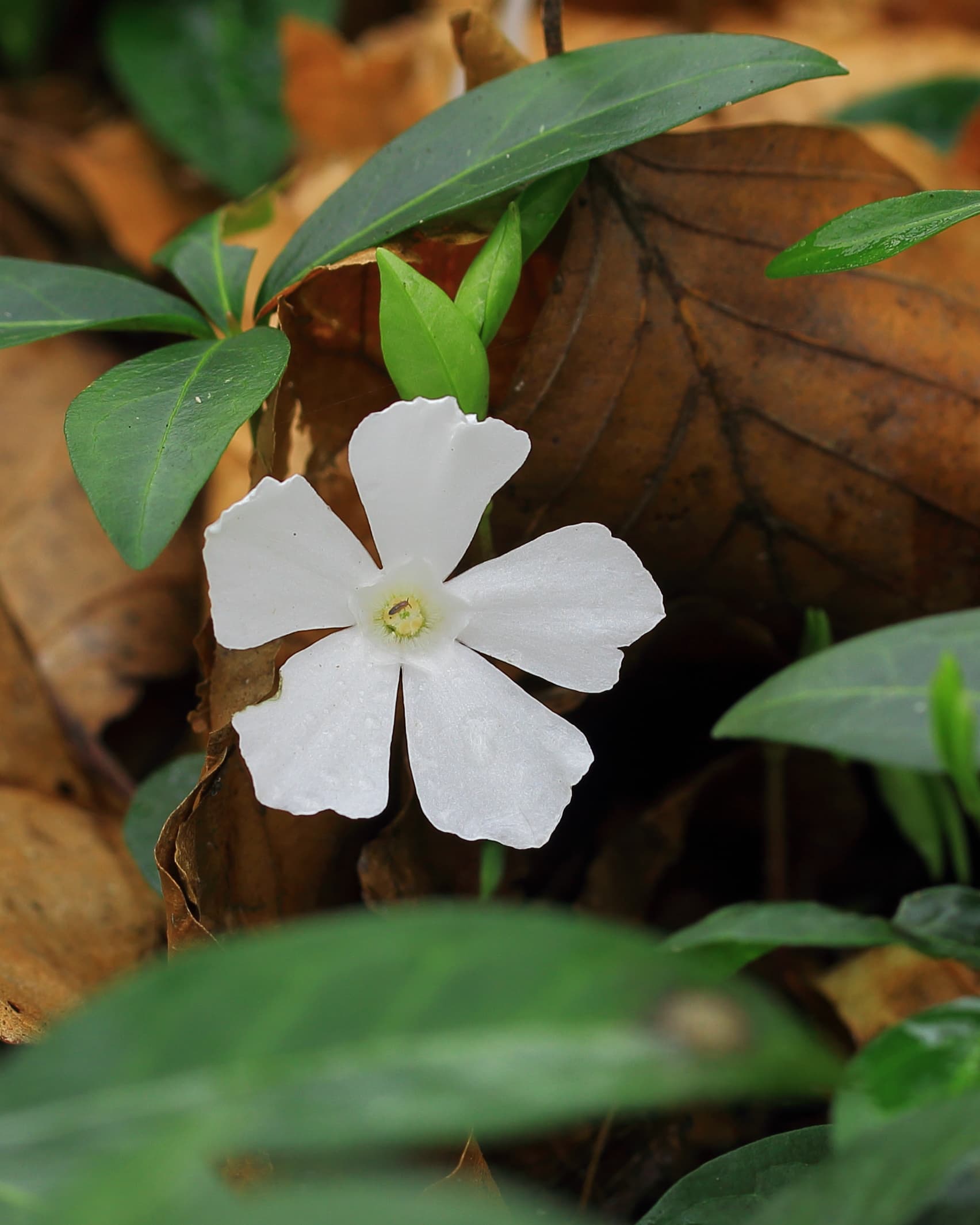 Gallery, Common Periwinkle