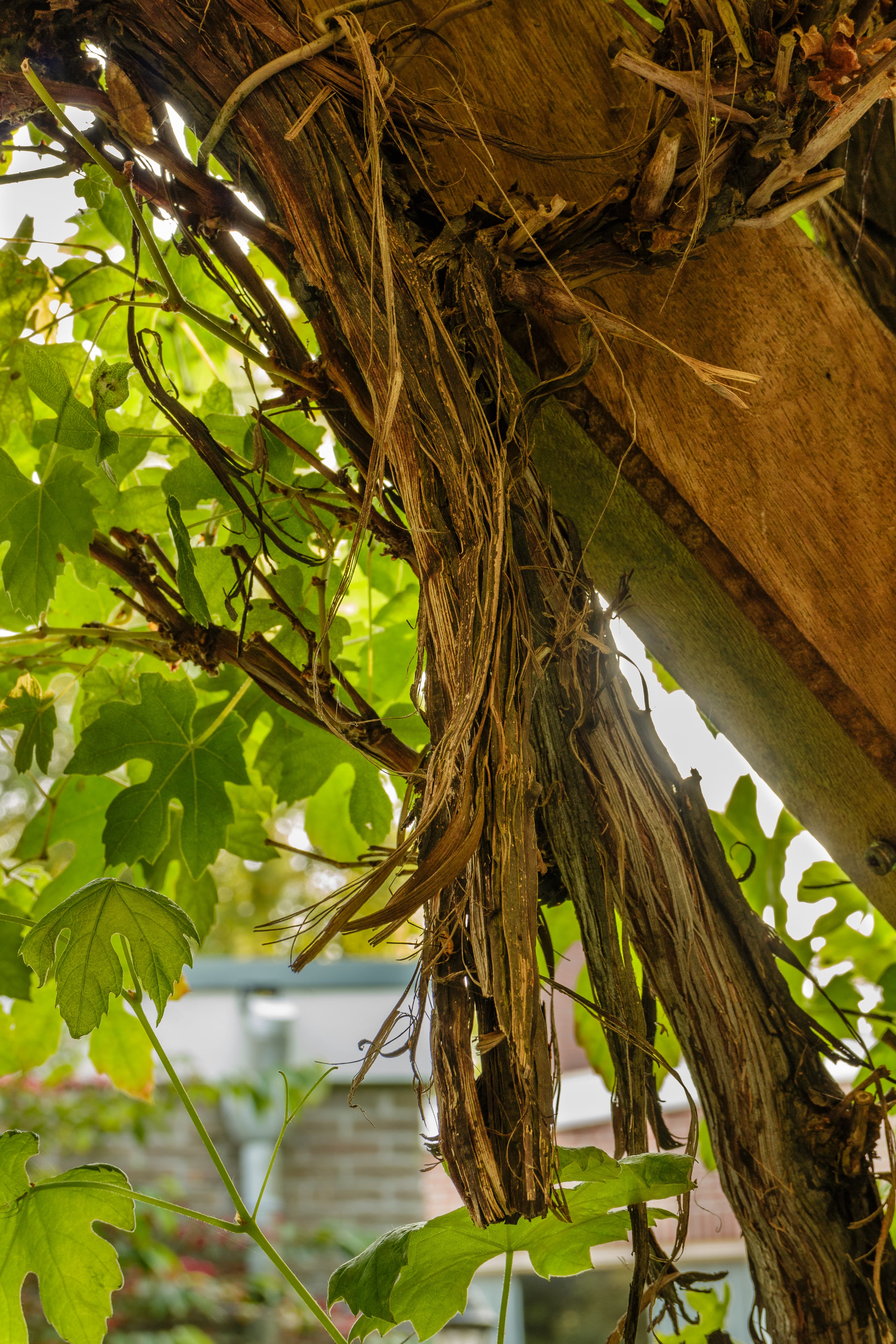 Botanical illustration of Wine Grape