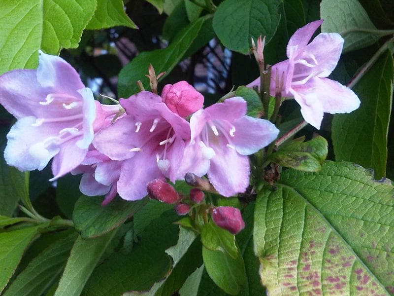 Gallery, Oldfashioned Weigela