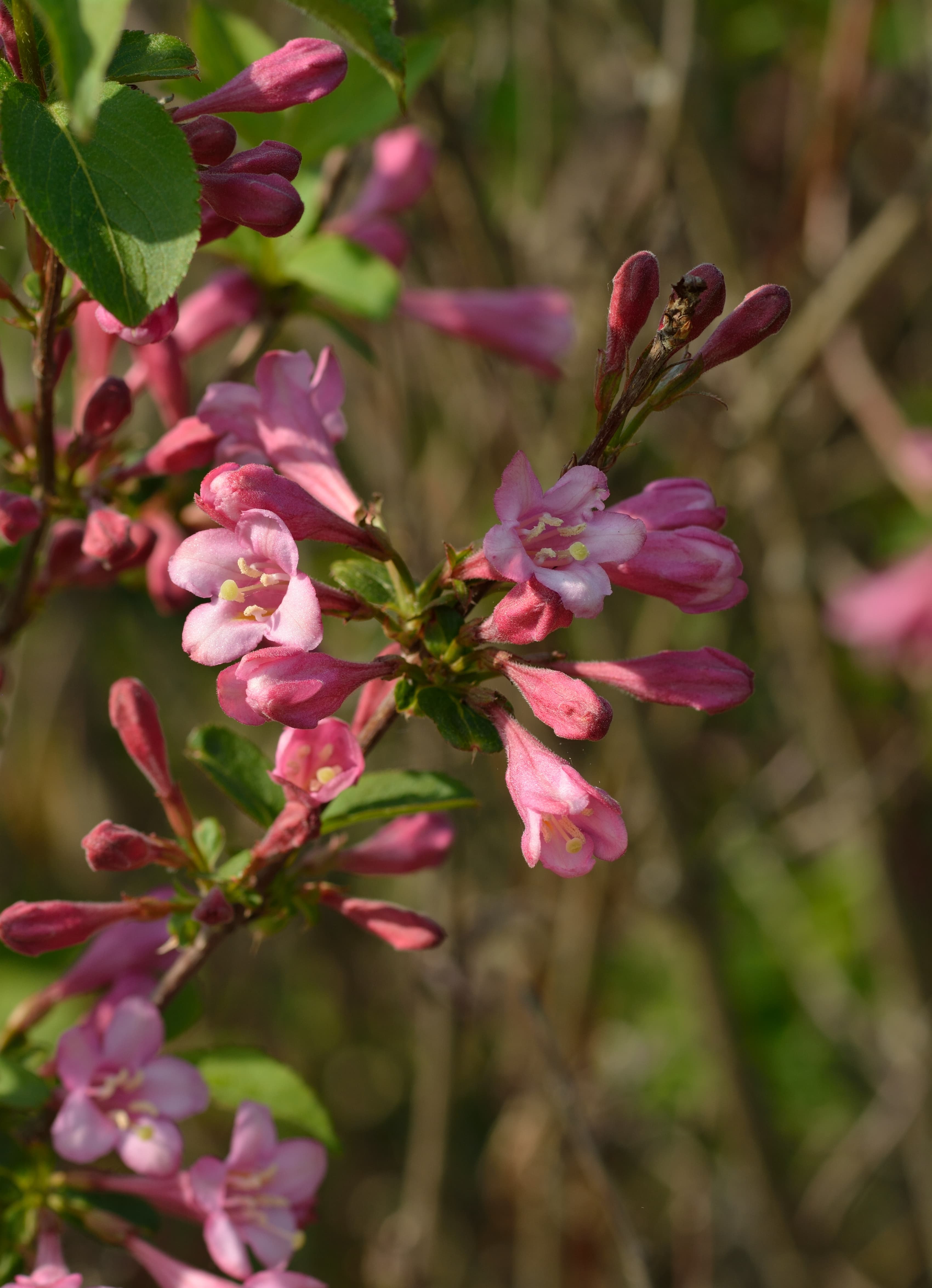 Botanical illustration of Oldfashioned Weigela