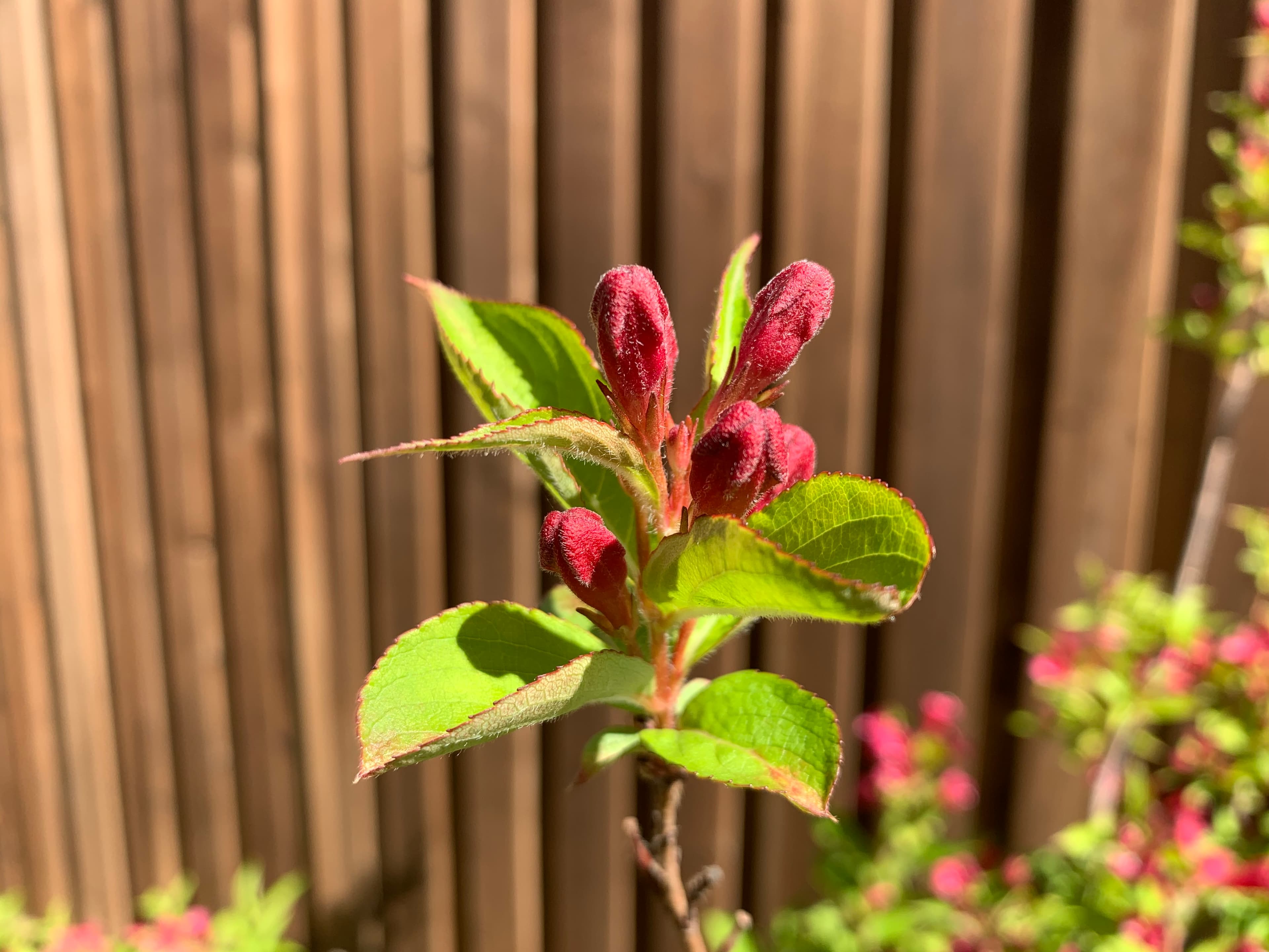 Gallery, Oldfashioned Weigela