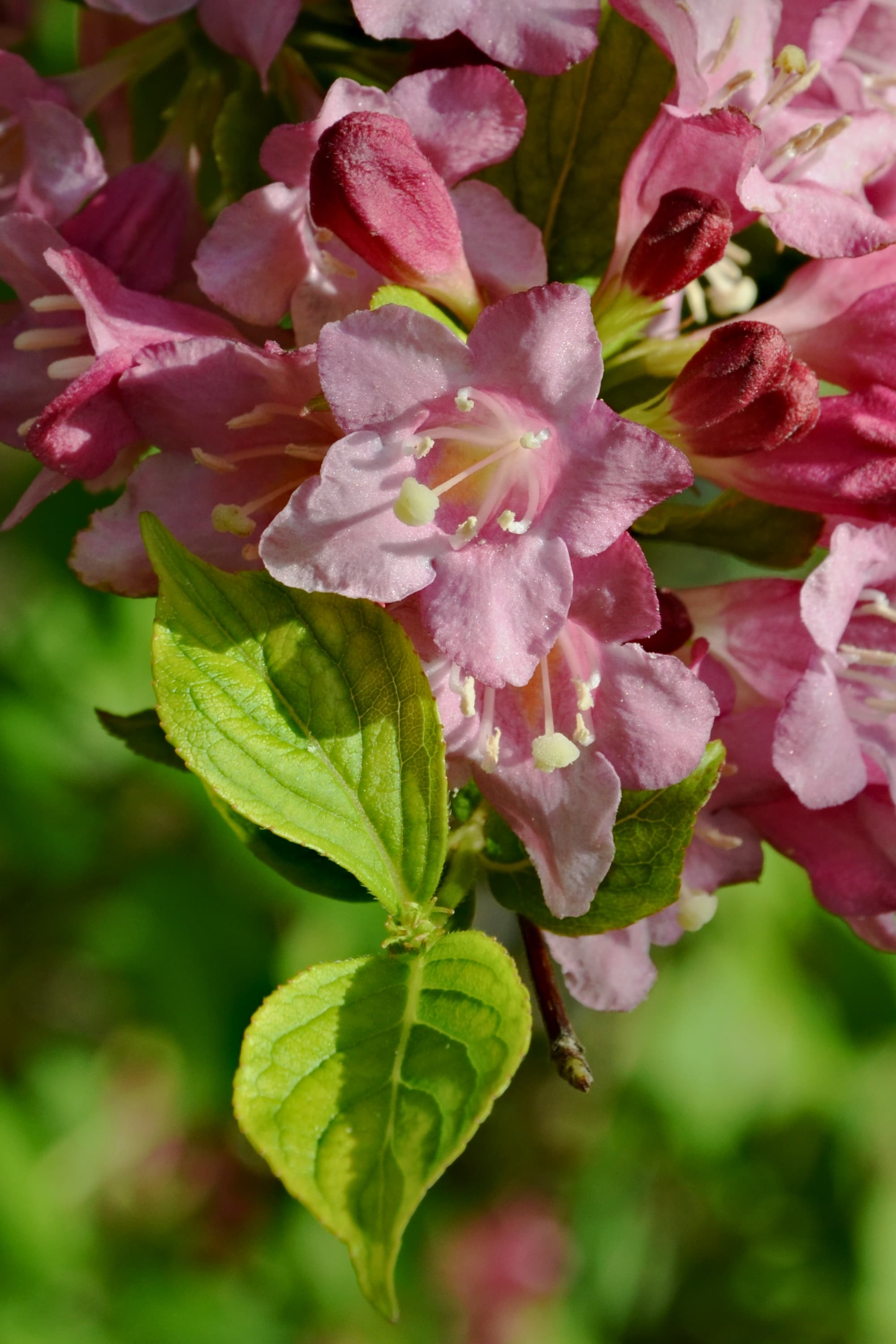 Bloom, Oldfashioned Weigela