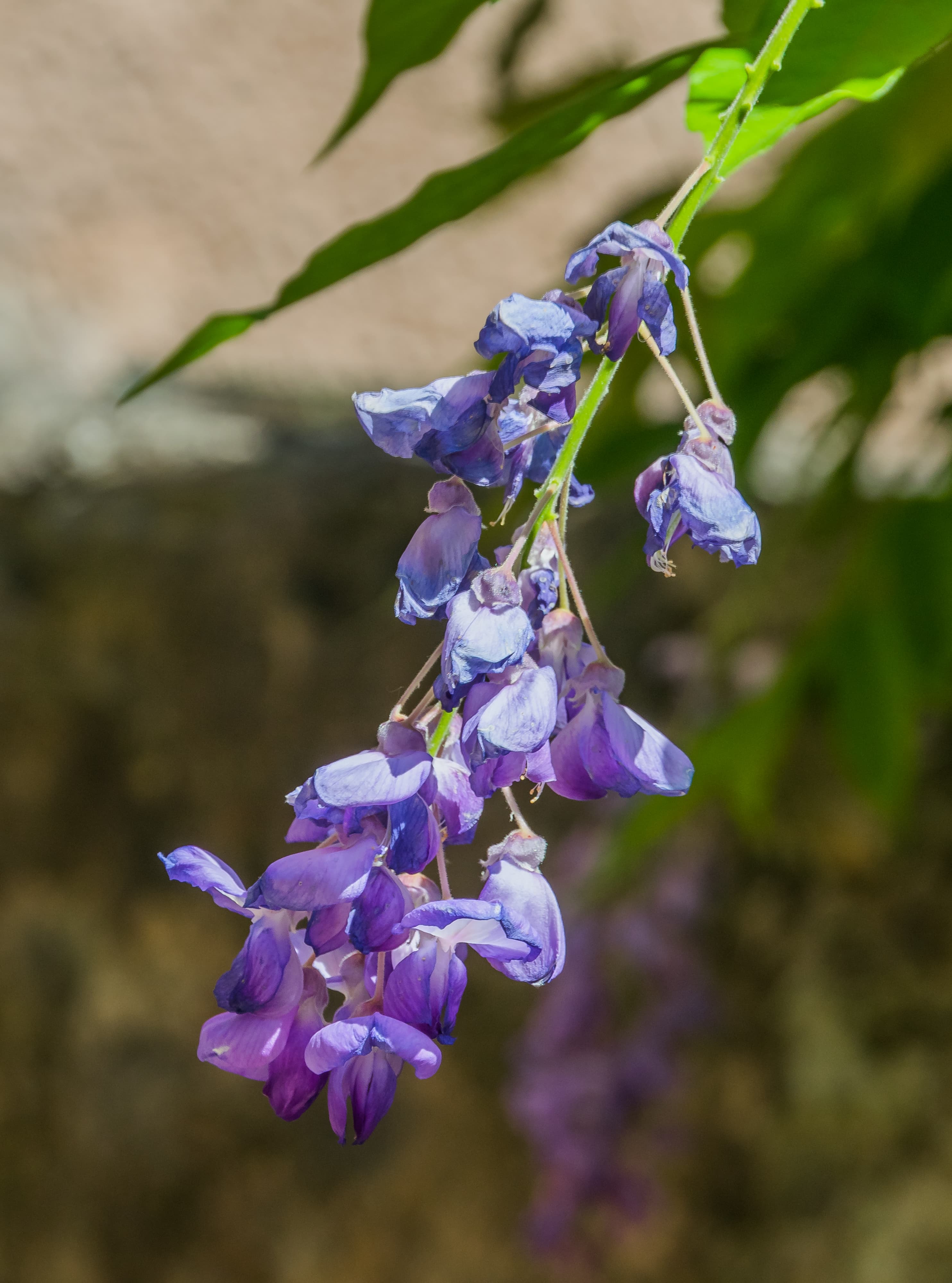 Bloom, Chinese Wisteria